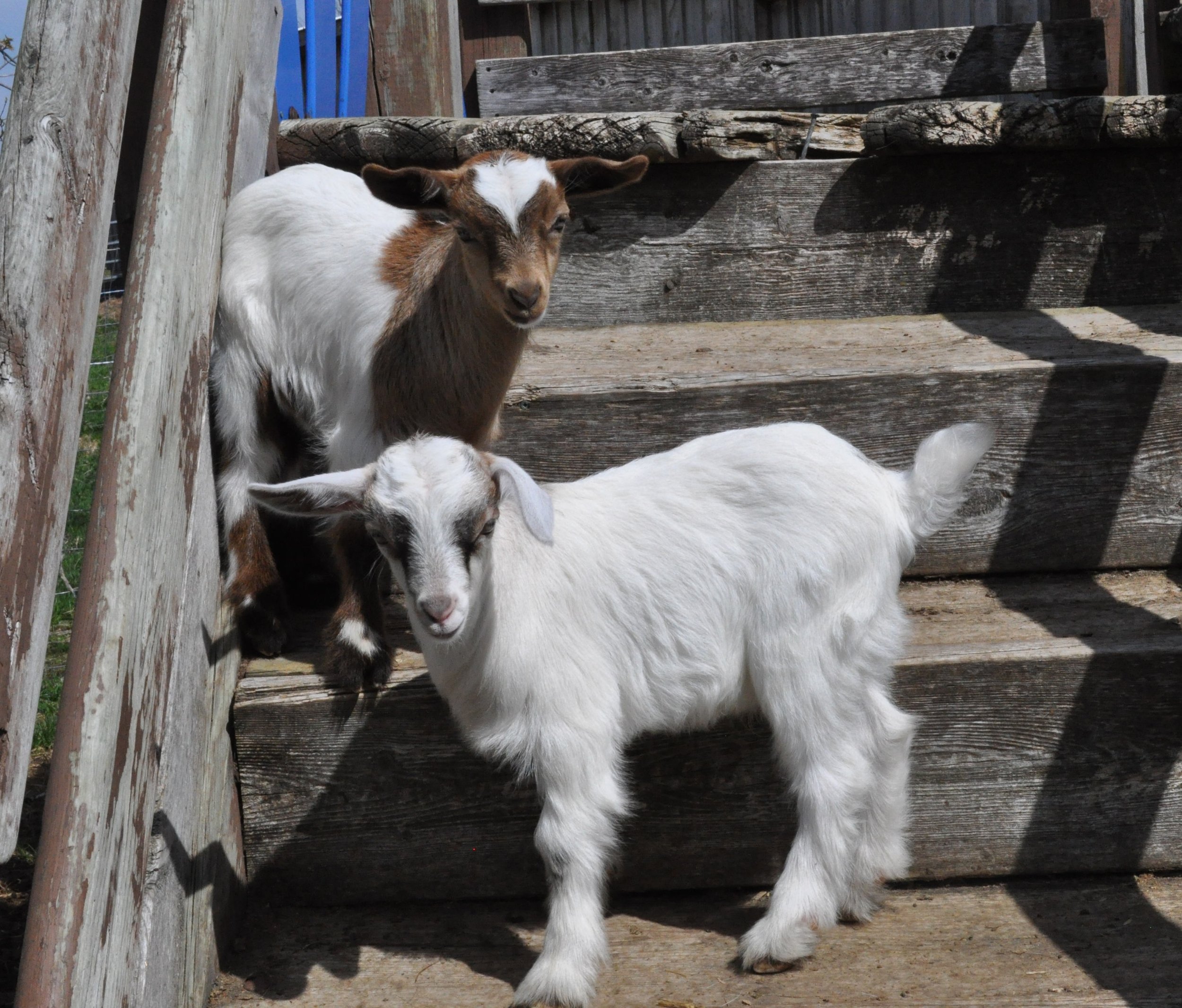 Oreo's twins playing