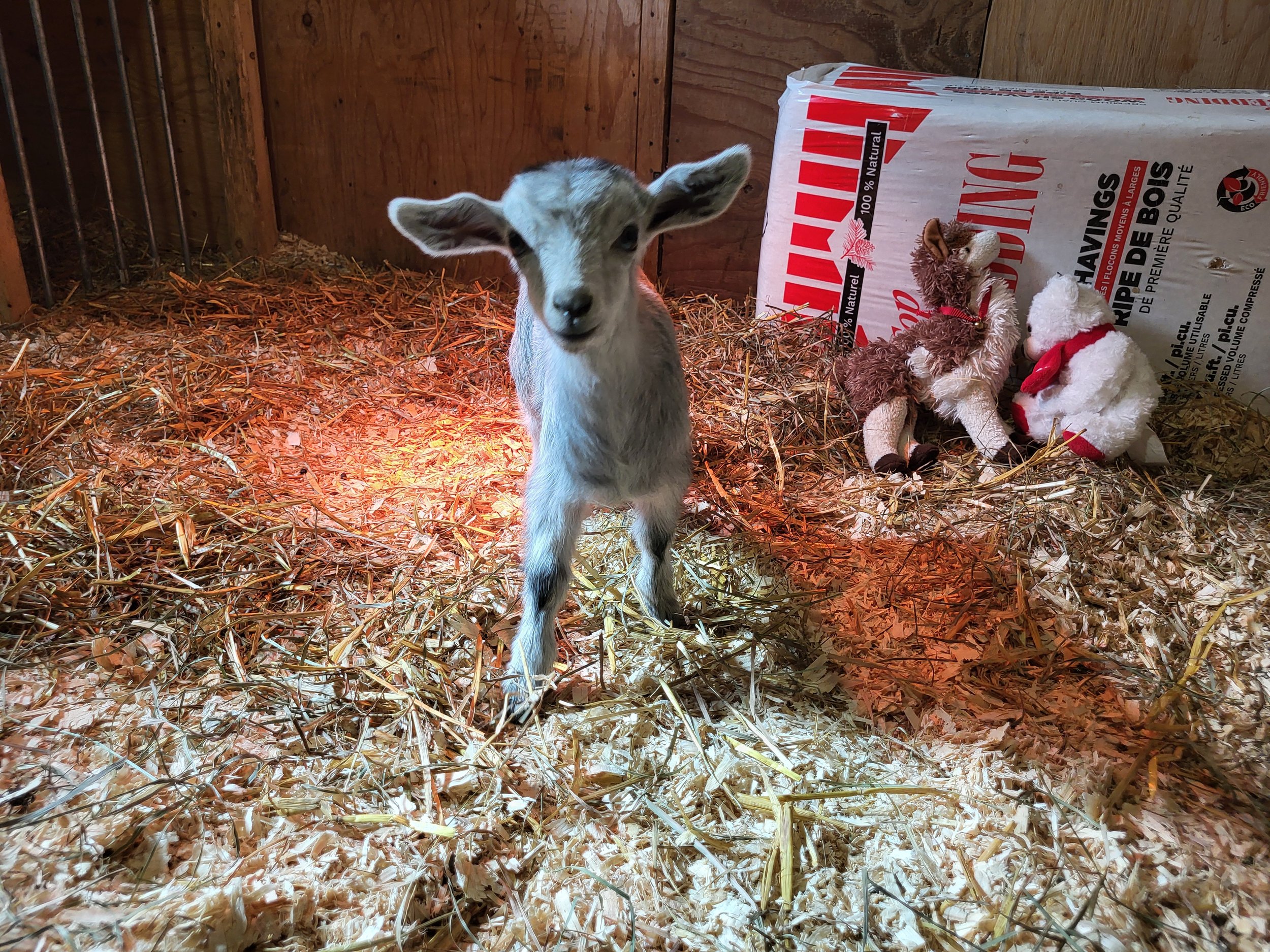 Little doeling "Littlebit"