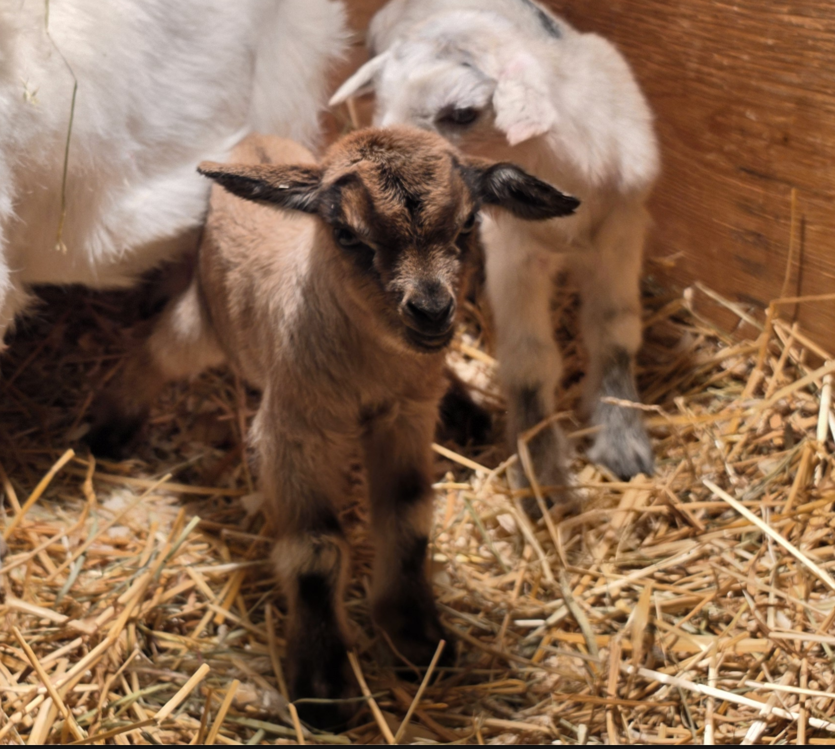 ON HOLD-Arctic's little lady