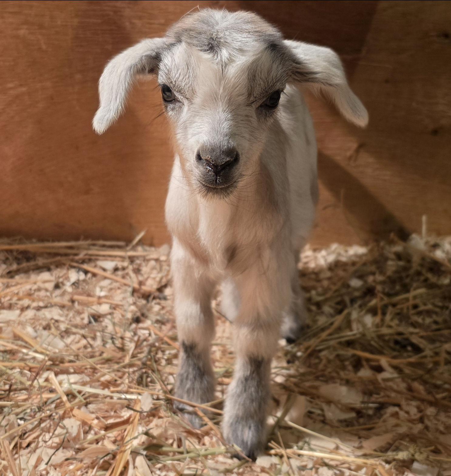 ON HOLD-Arctic's Little Man