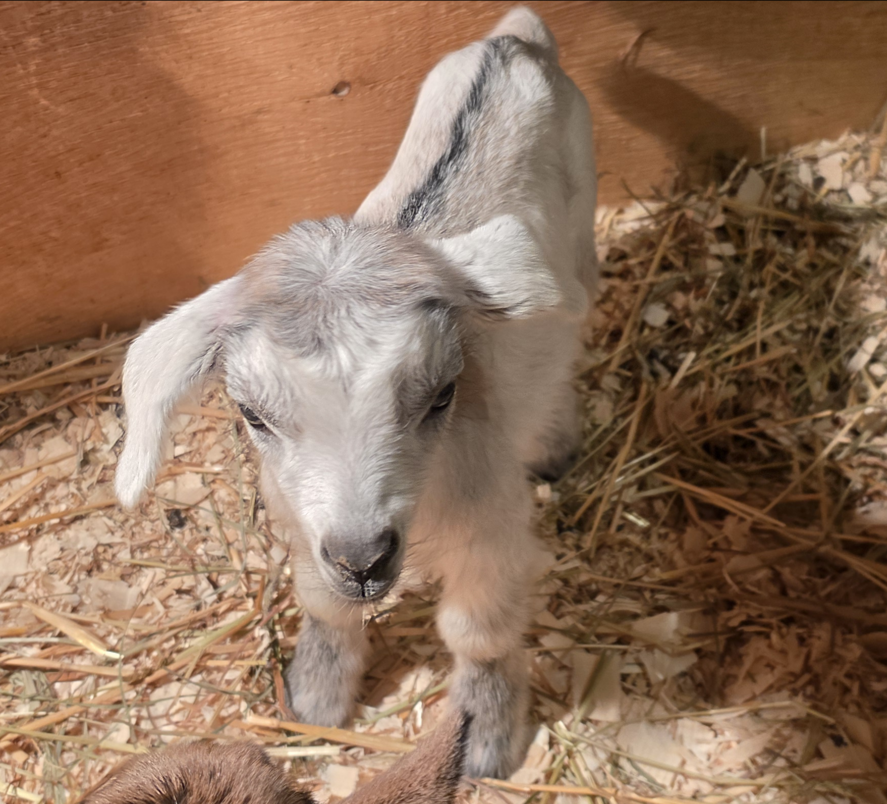 Little boy with dorsal strip