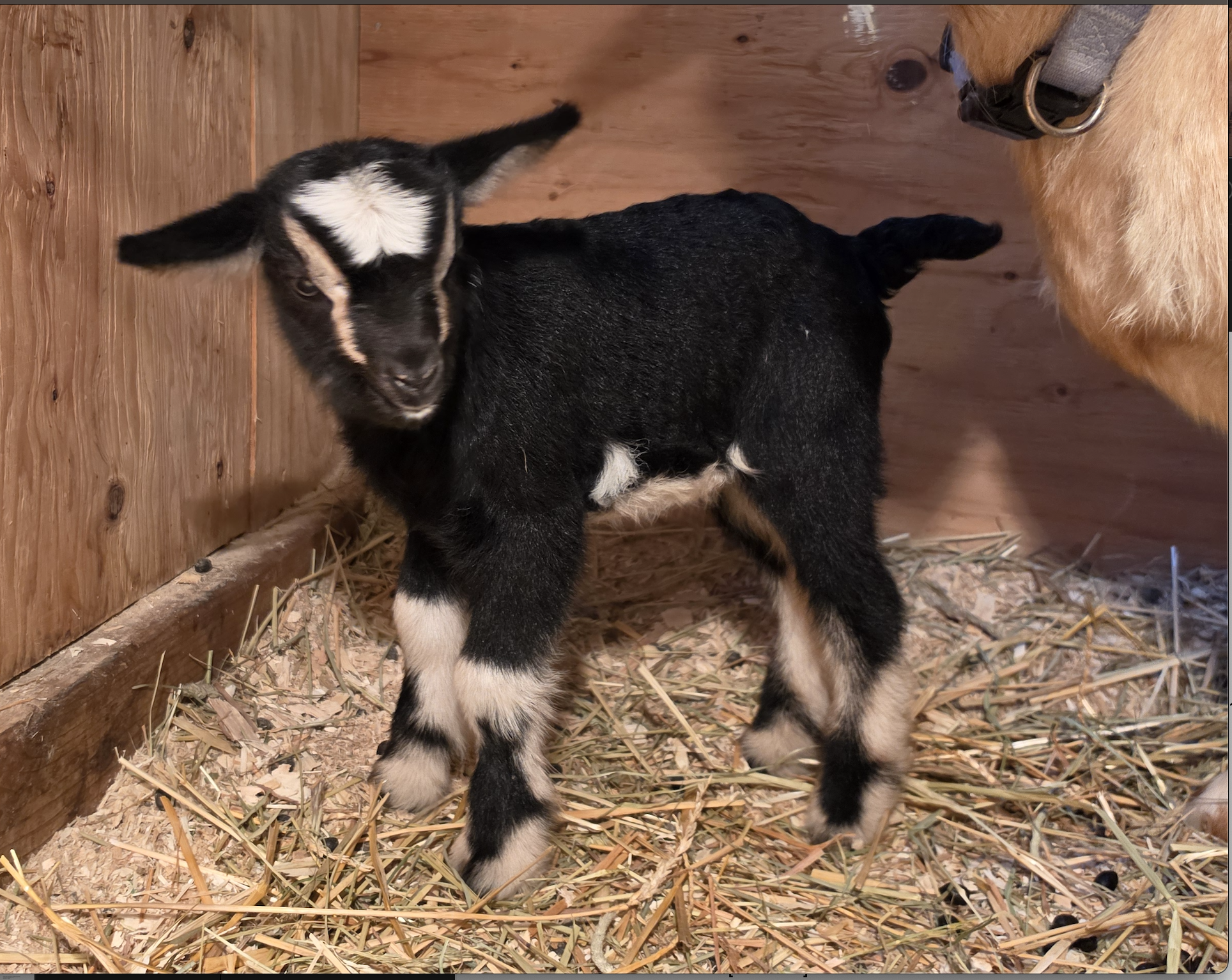 ON HOLD- Fleece's handsome boy!