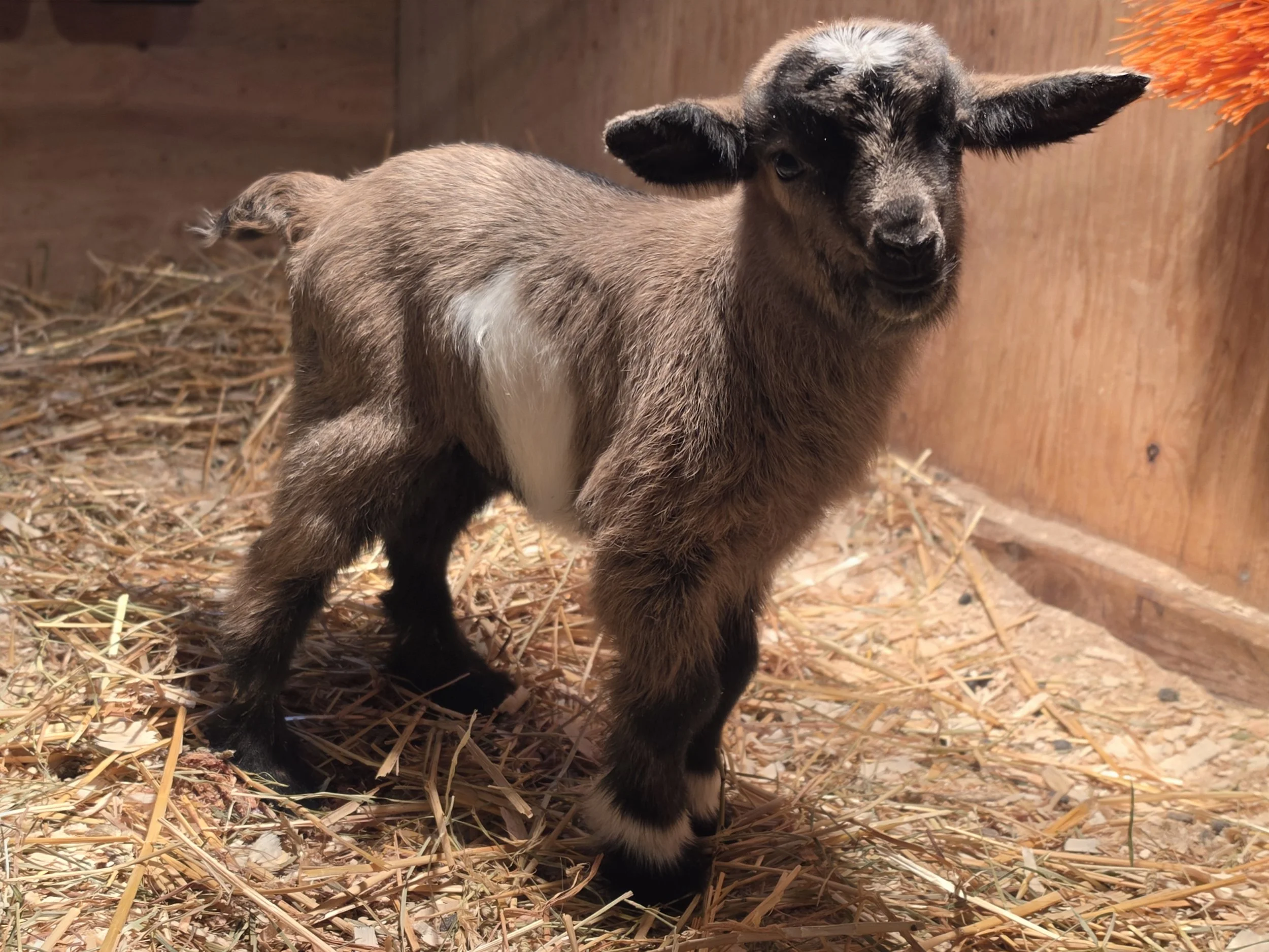 Shadow 2026 girl1.jpg