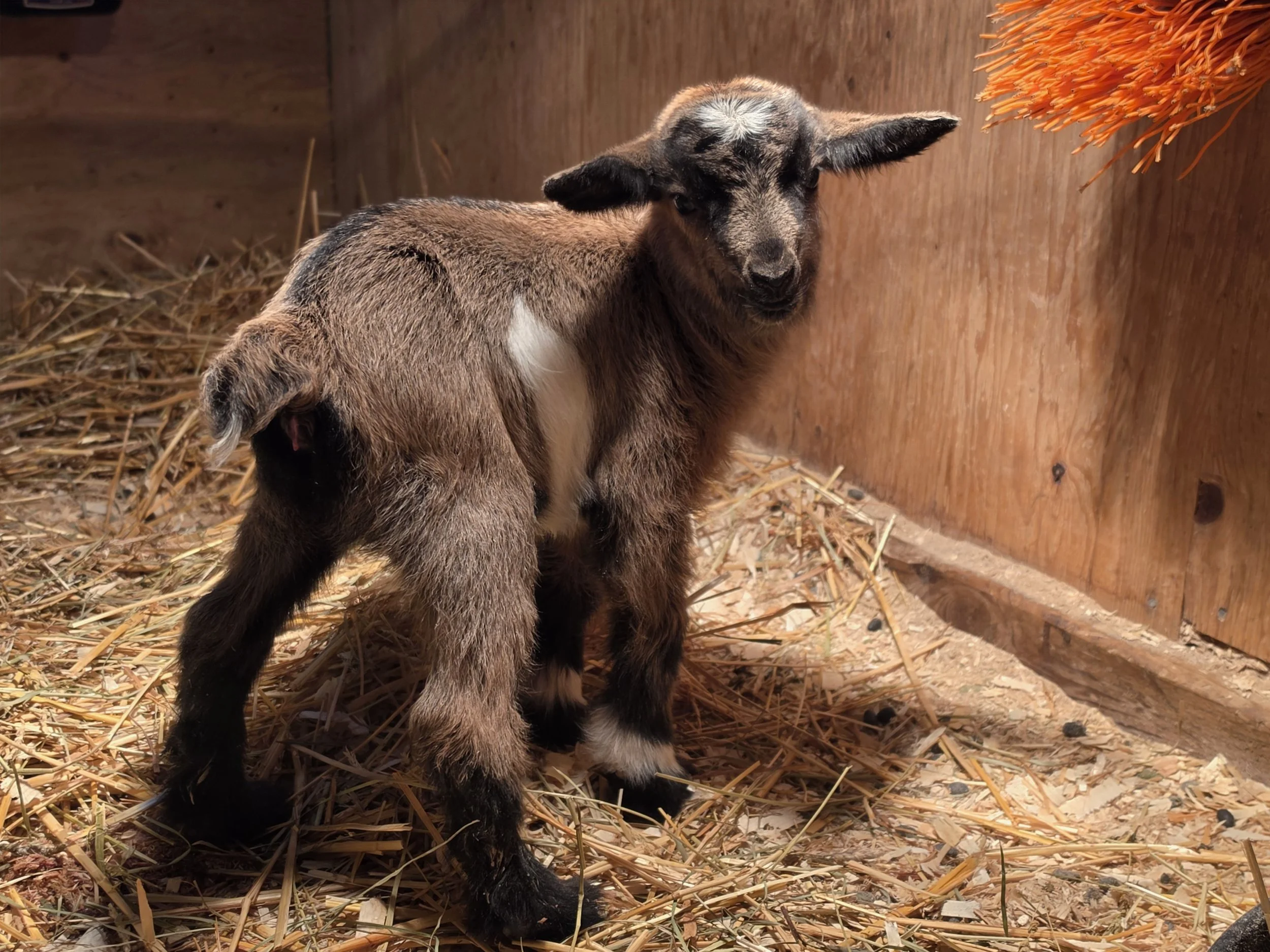 Shadows 2026 girl2.jpg