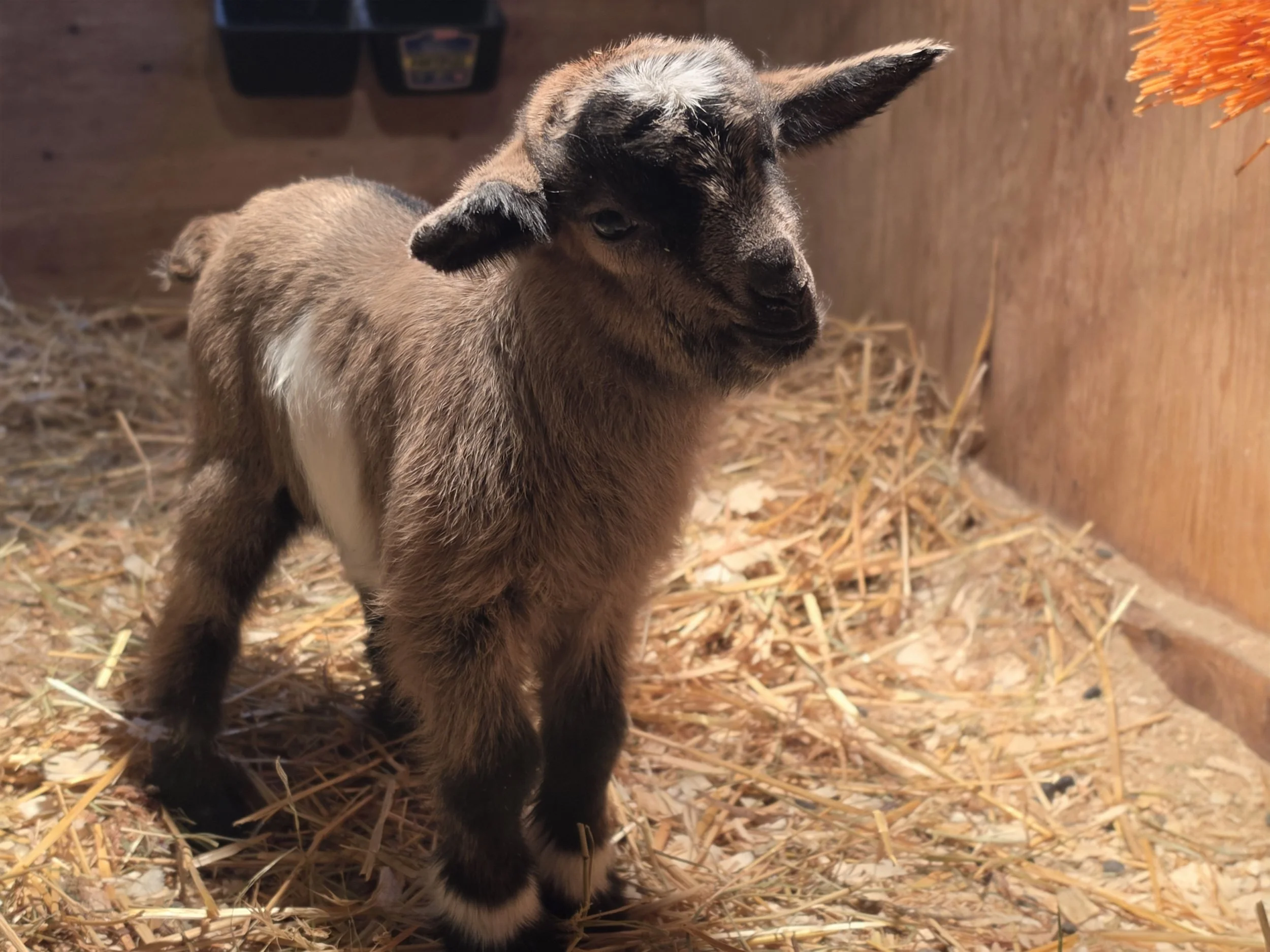 Shadows 2026 girl3.jpg