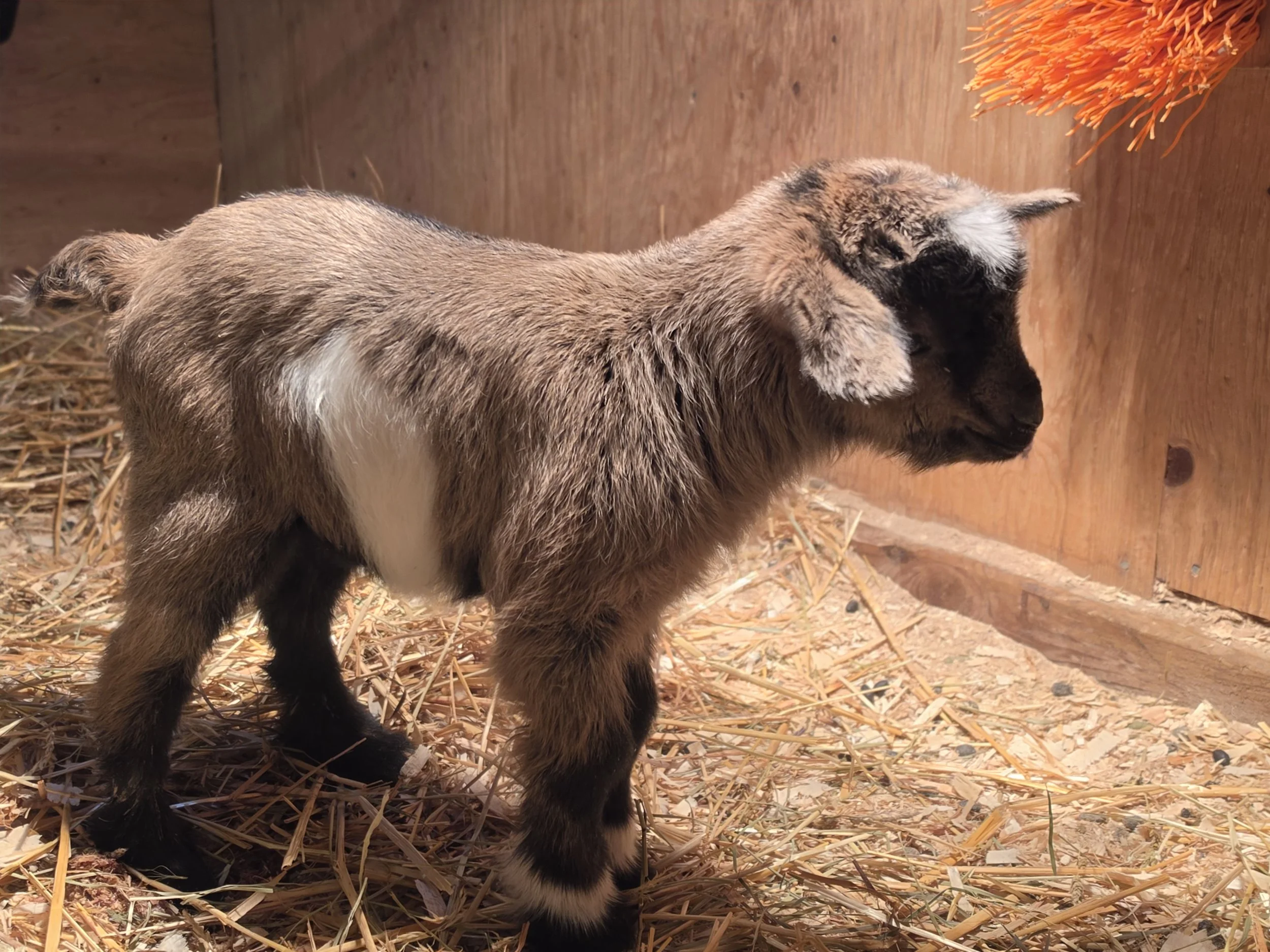 Shadows 2026 girl5.jpg