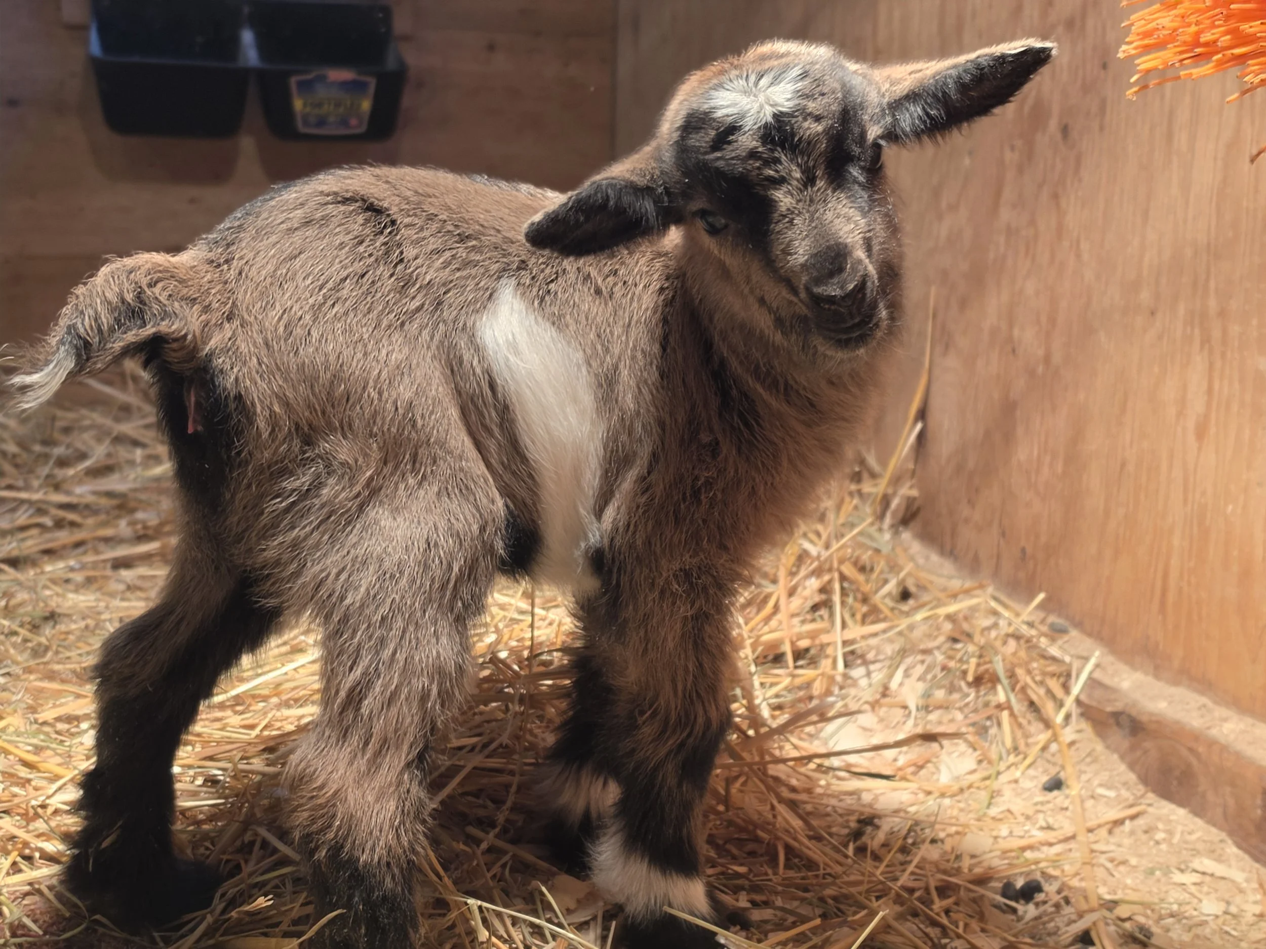 Shadow 2026 girl6.jpg