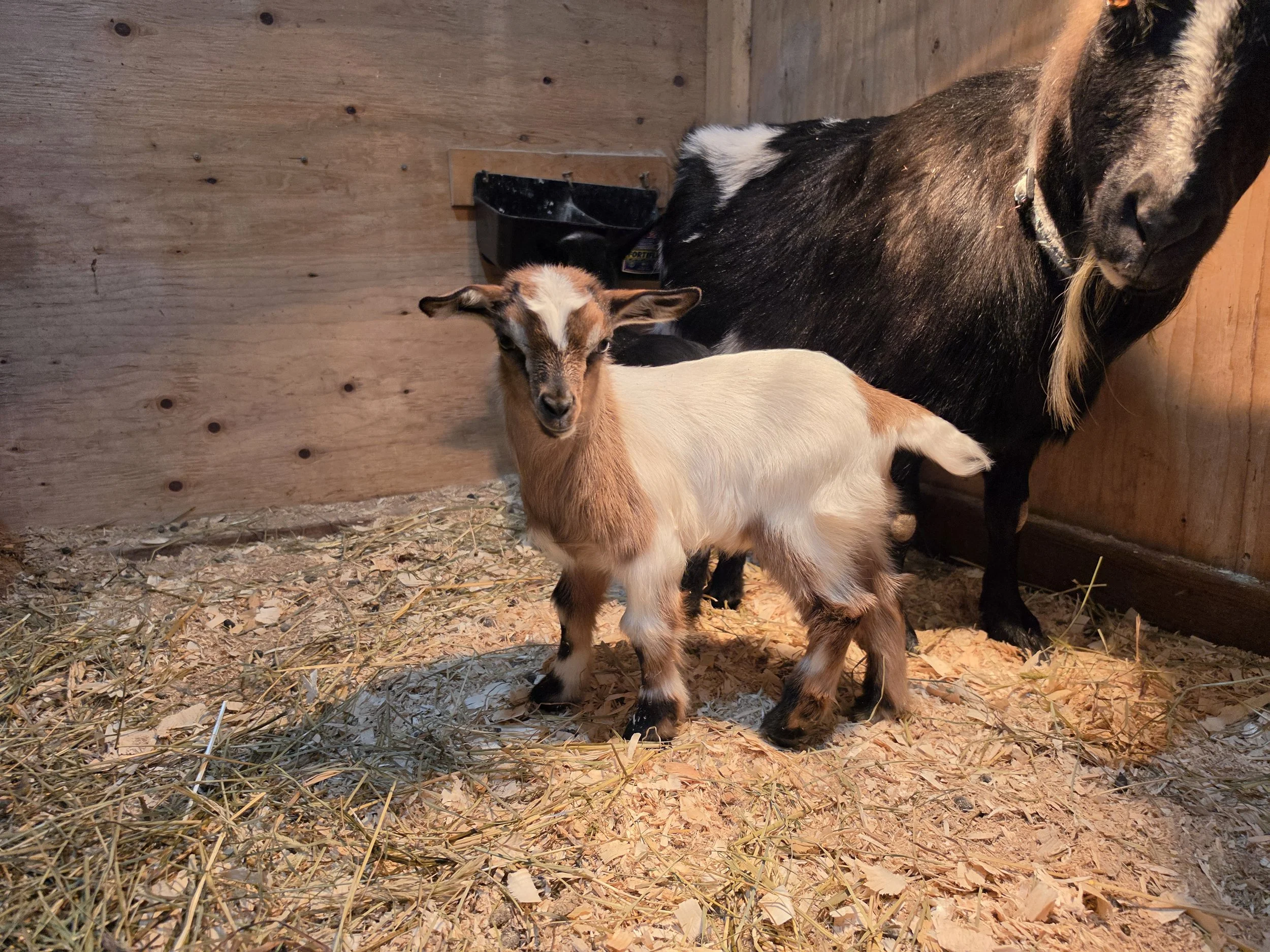 Freidas 2026  Tan doe1.jpg