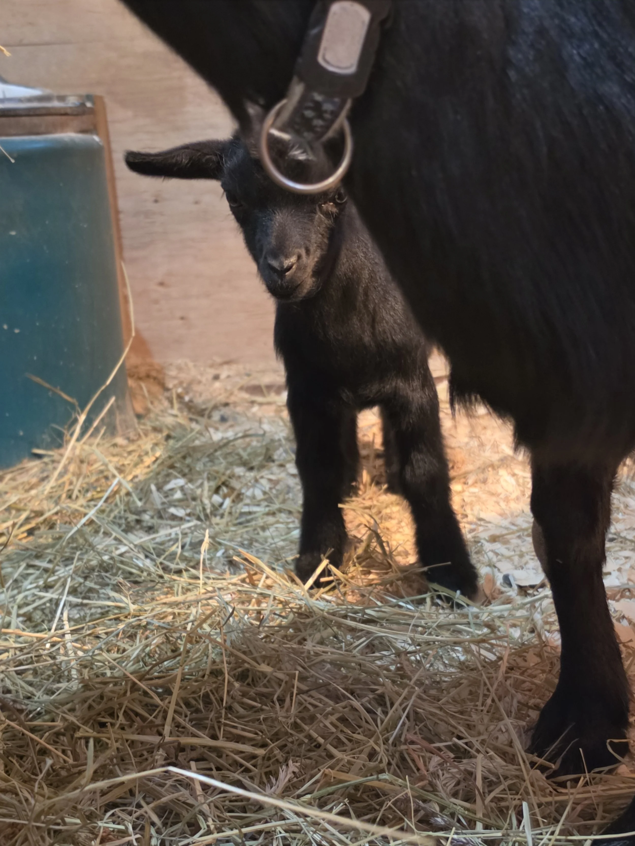 Freidas 2026 Black Doe peeking.jpg