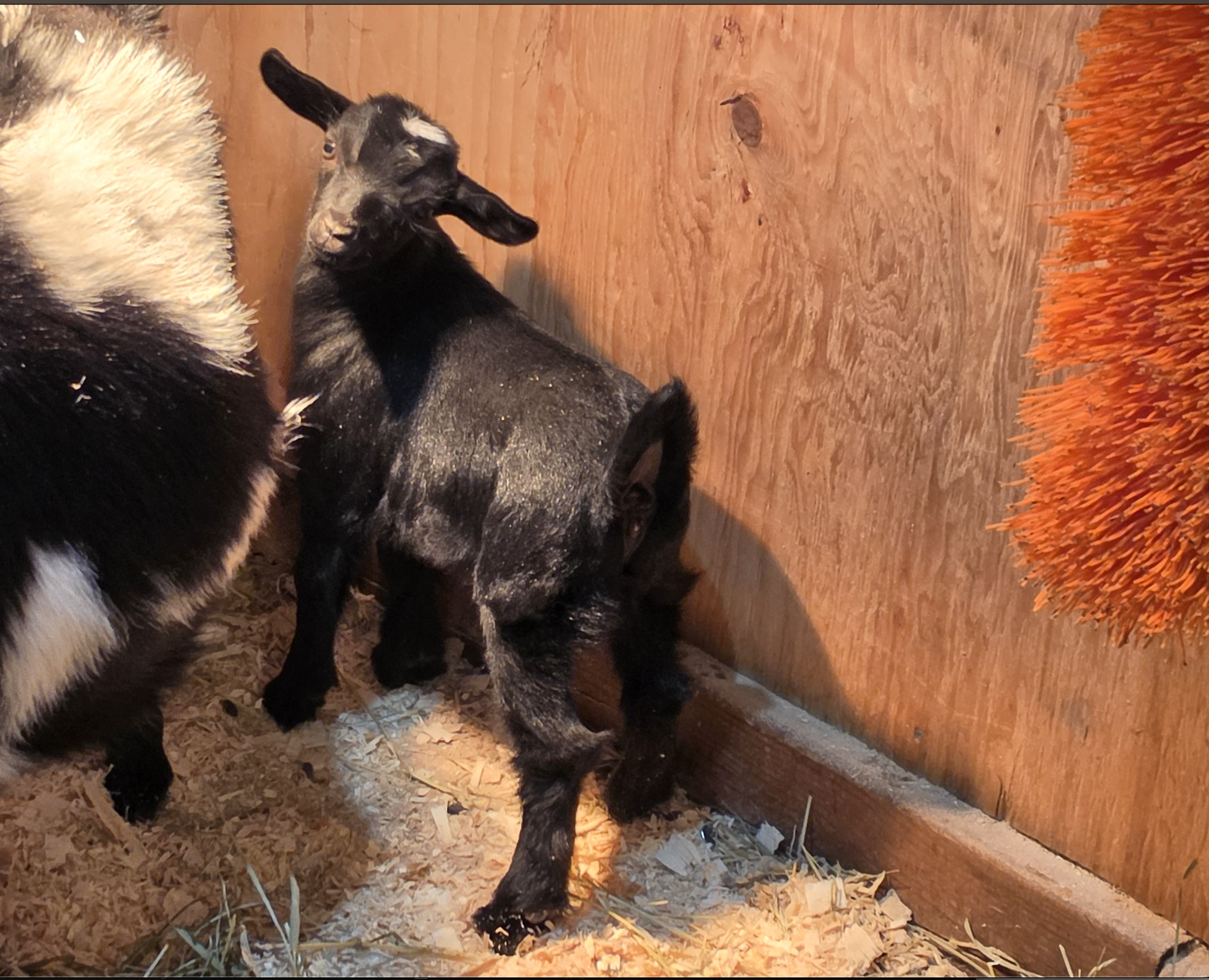 Freidas 2026 Black doe under light.png