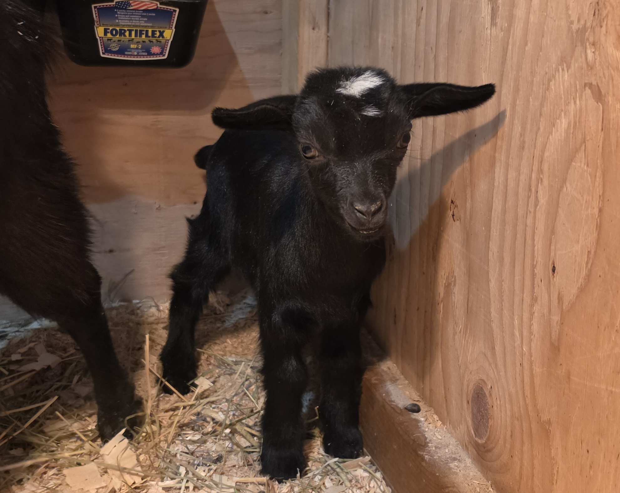 Freidas 2026 Black Doe Up Close.png