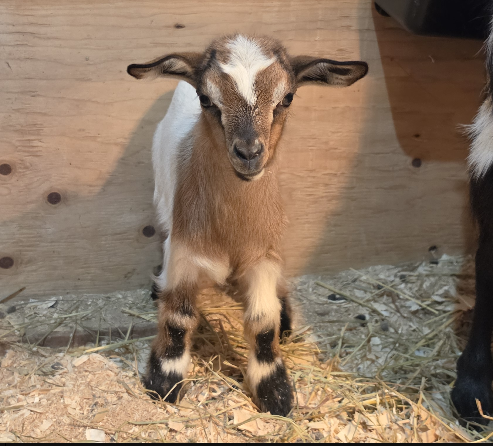 Freidas 2026 Tan doe fancy.png