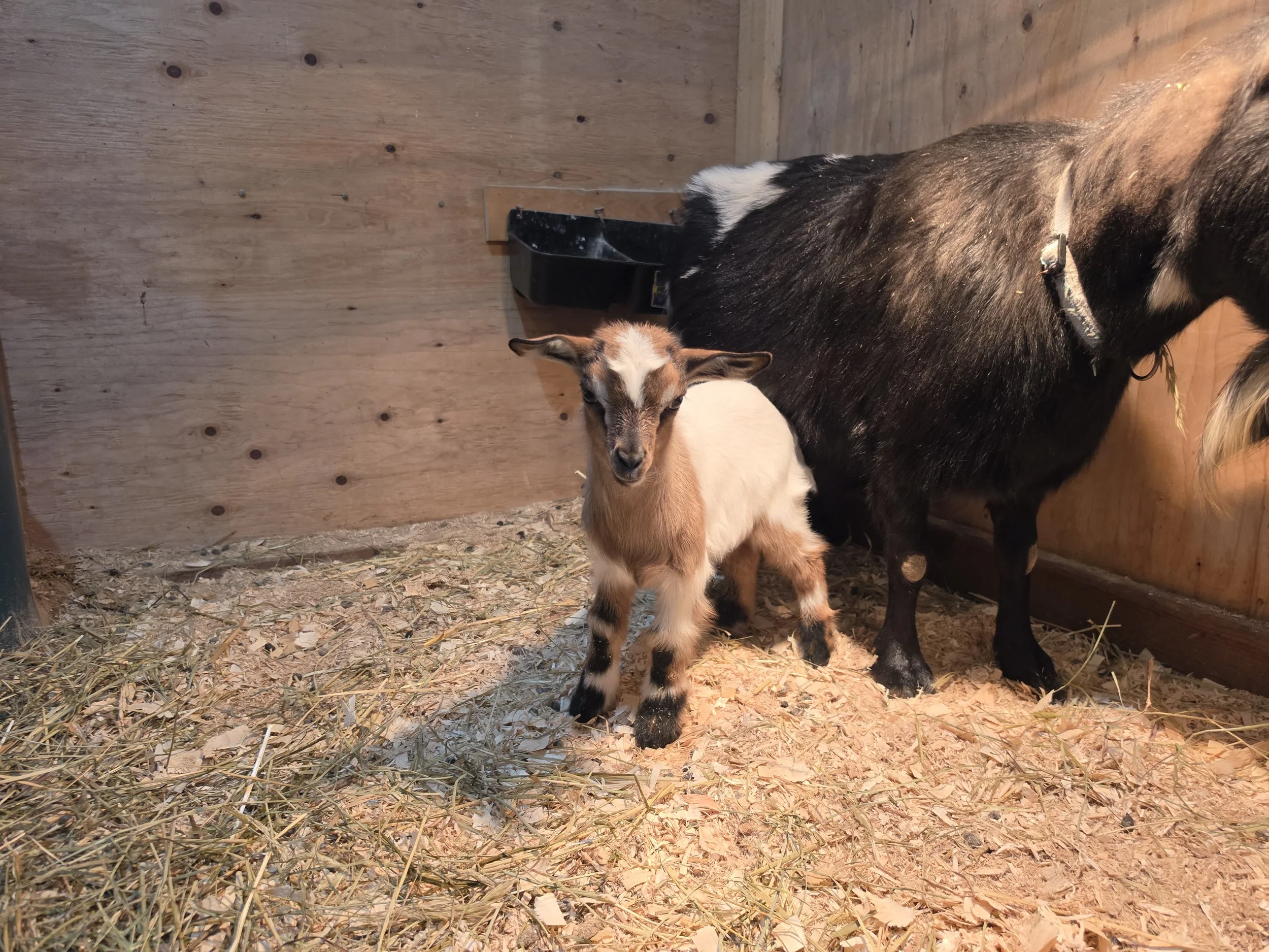 Freidas 2026 Tan doe2.jpg