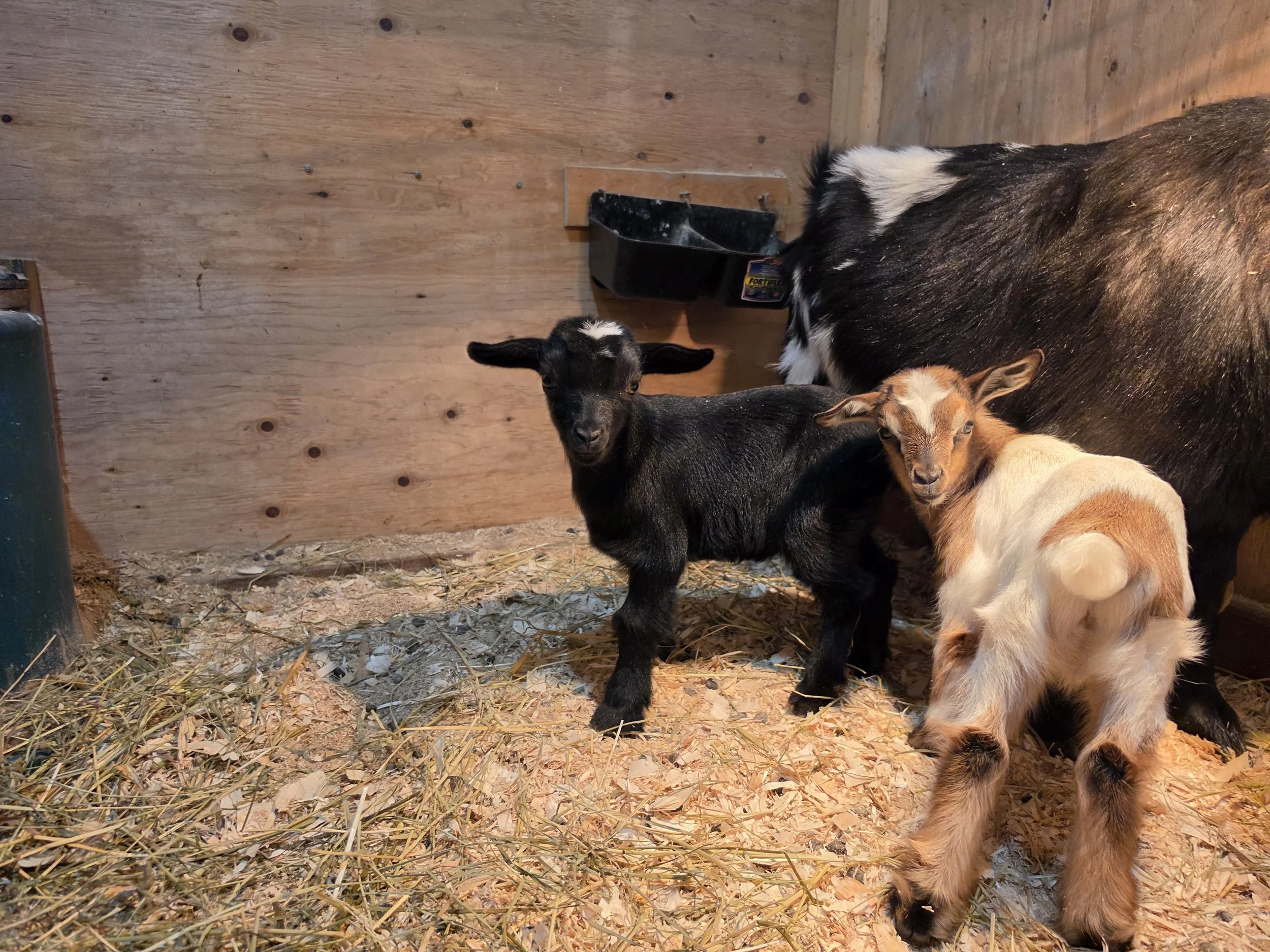 Freidas 2026 twins1.jpg