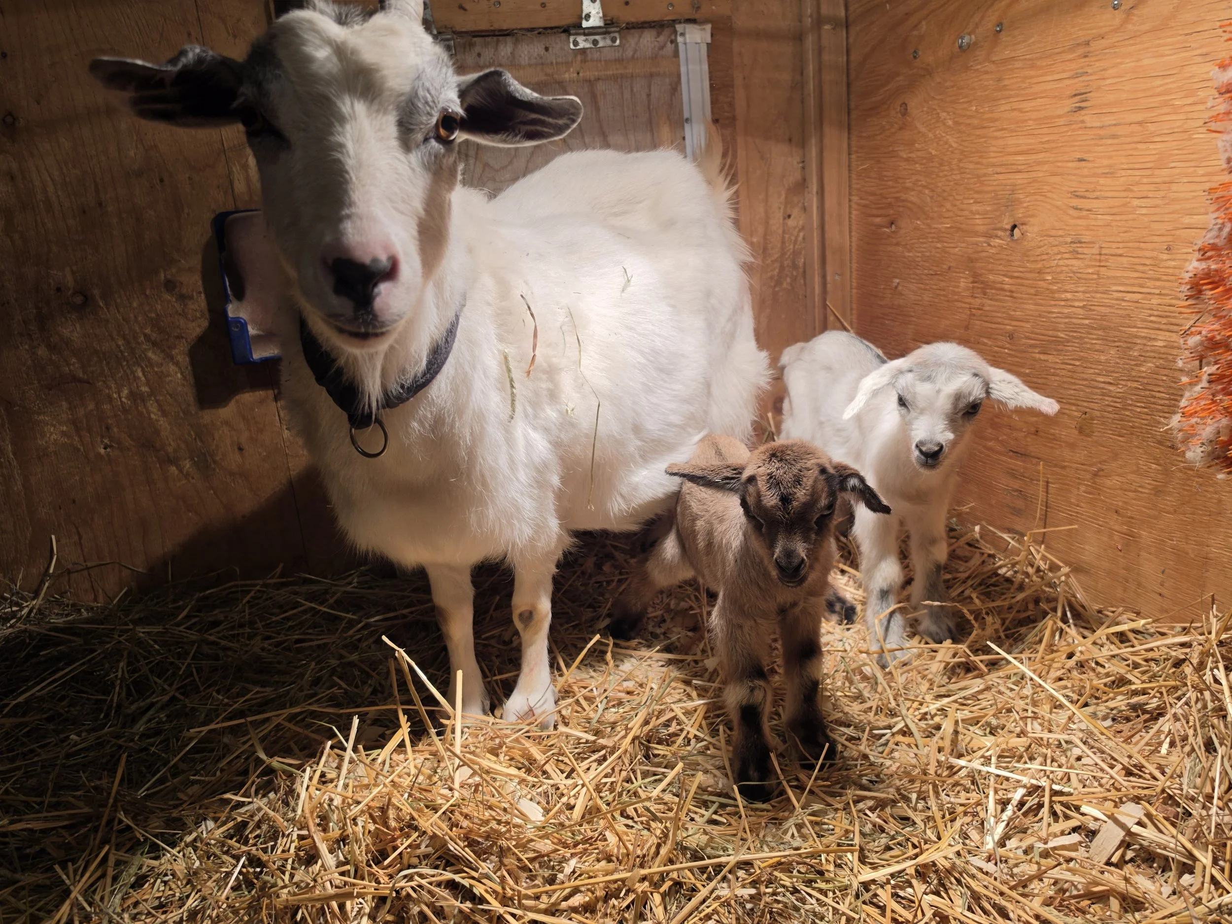 Arctic and 2026 twins in pen.jpg