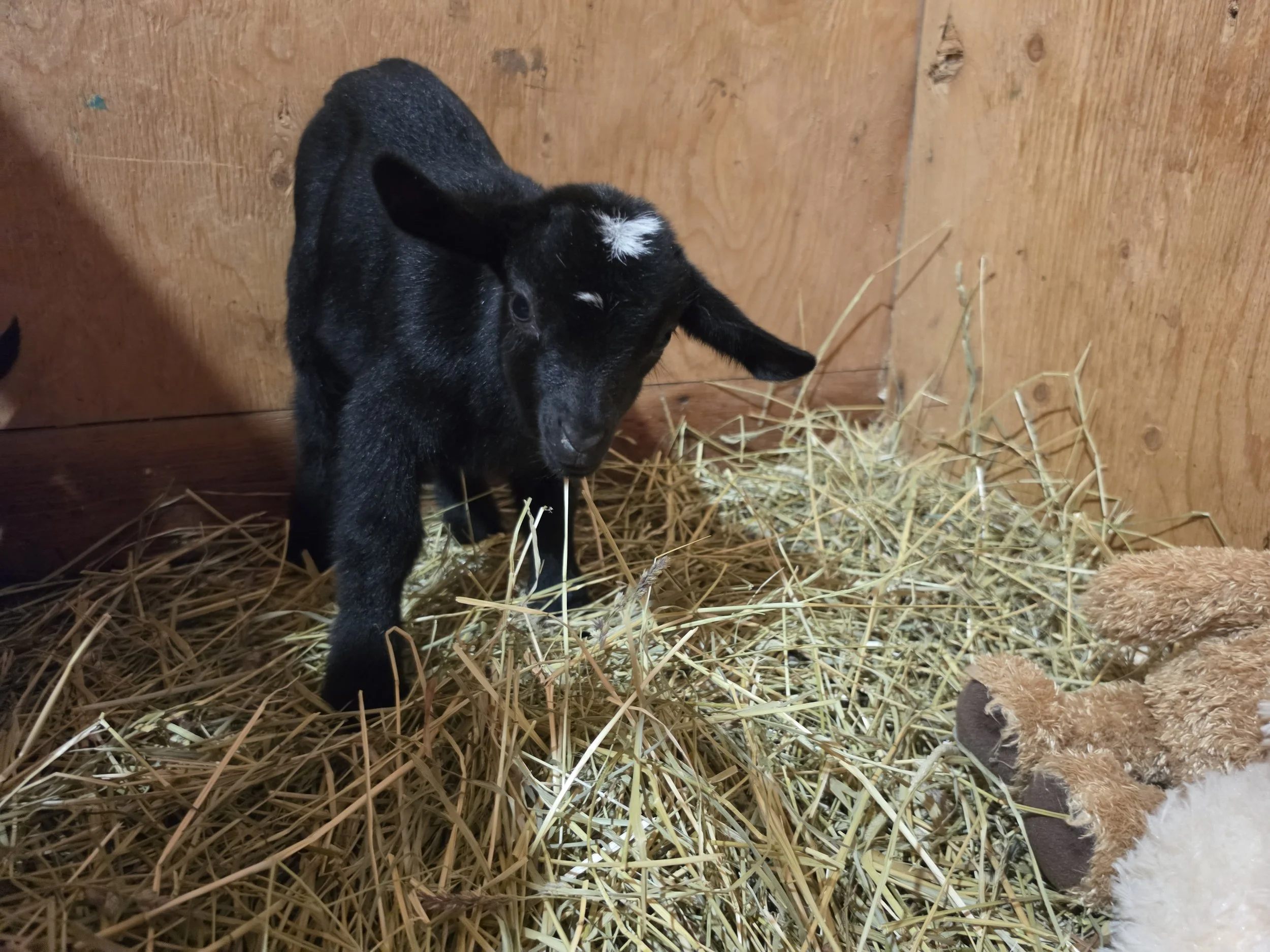 Lunas 2026 Boy 2.jpg