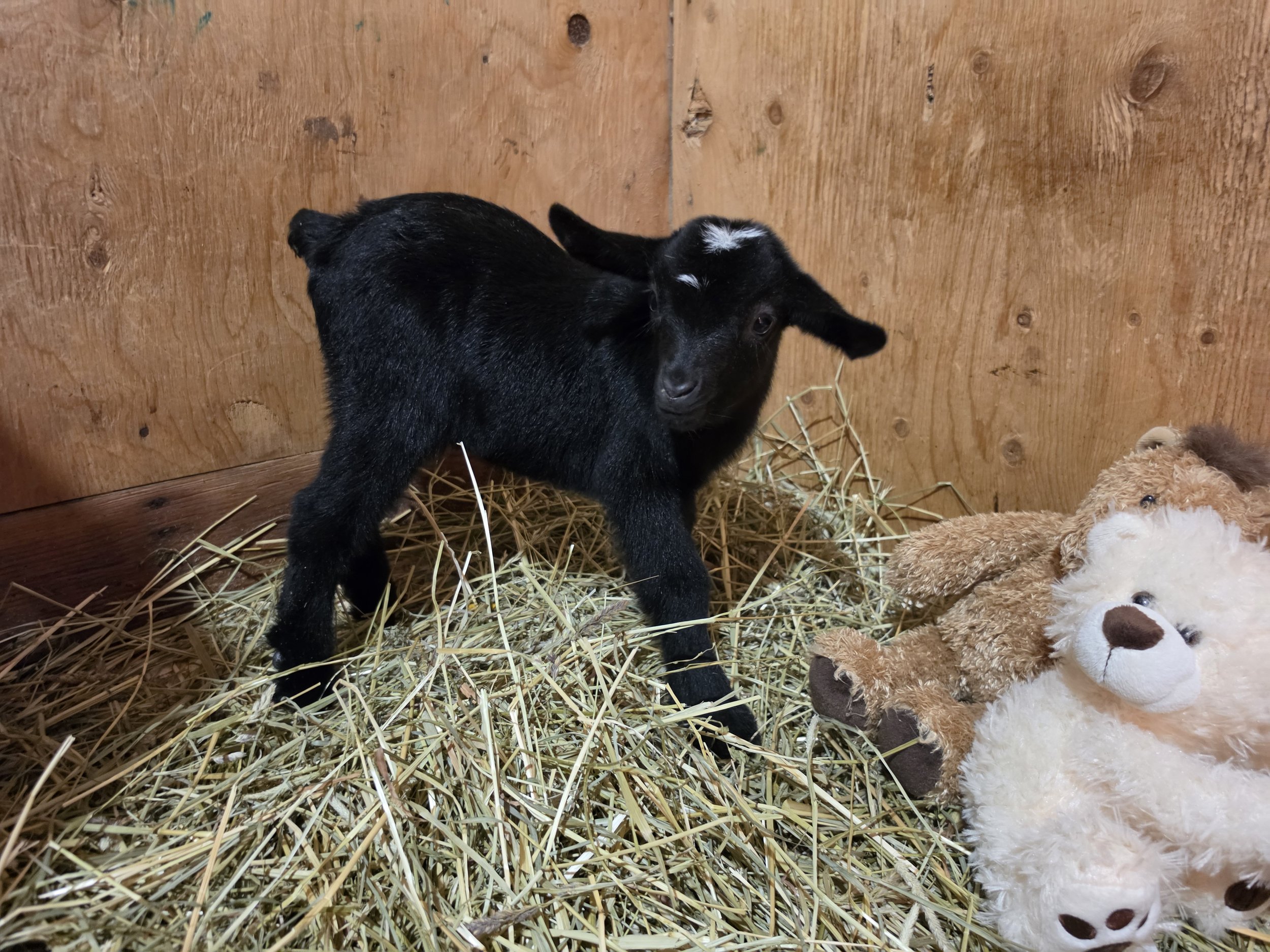 Lunas 2026 Boy 3.jpg