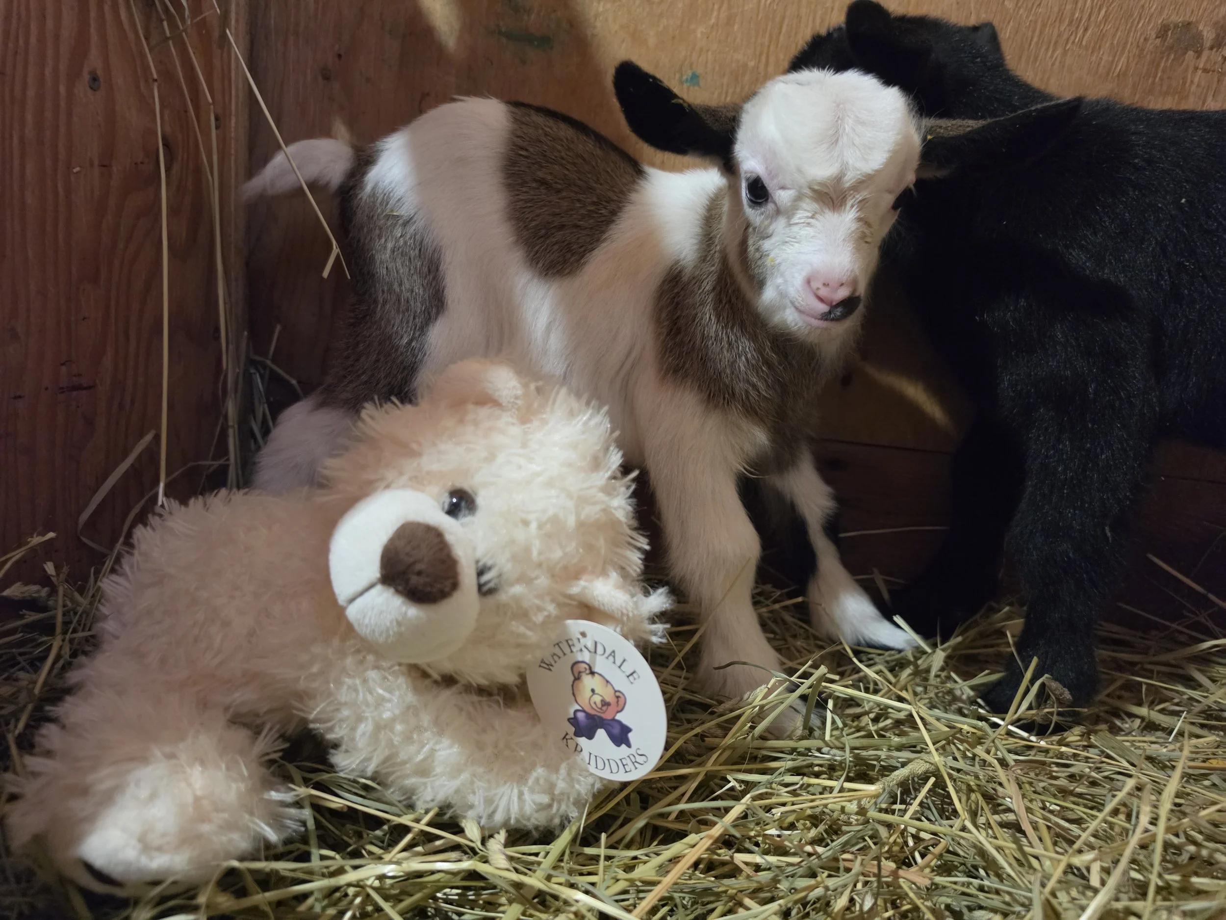 Lunas 2026 Girl with bear.jpg