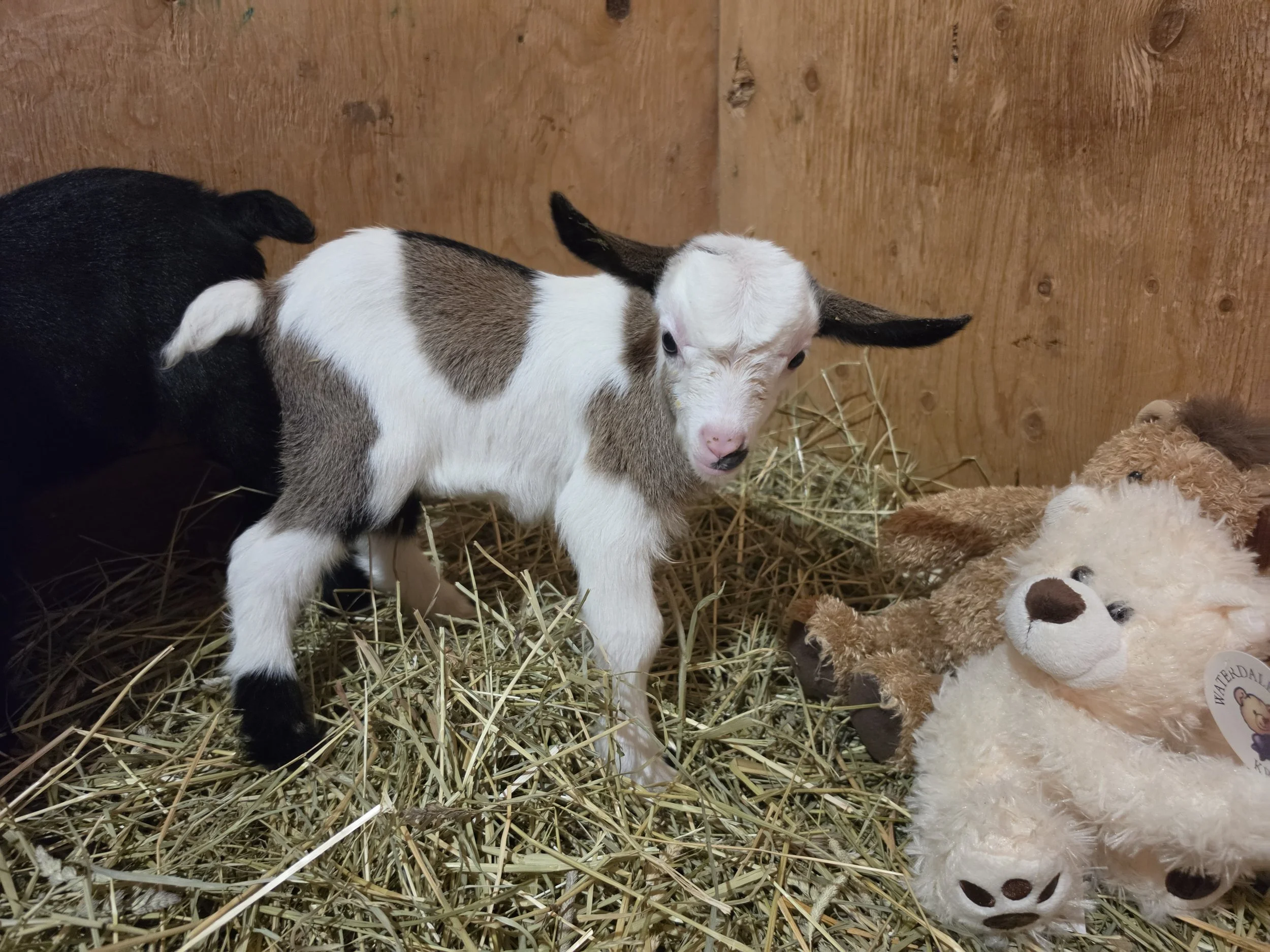 Lunas 2026 girl5.jpg