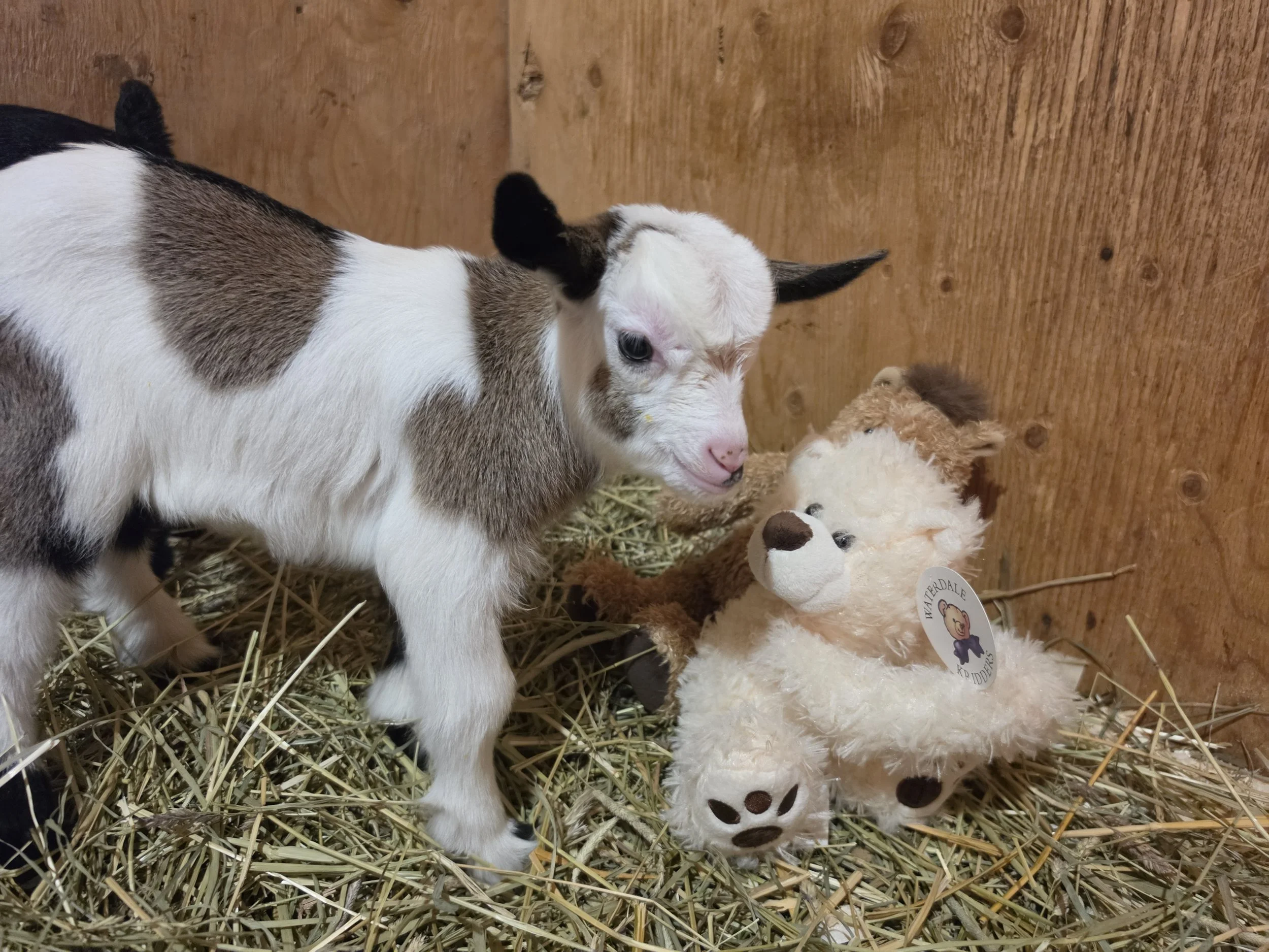 Lunas 2026 girl7.jpg