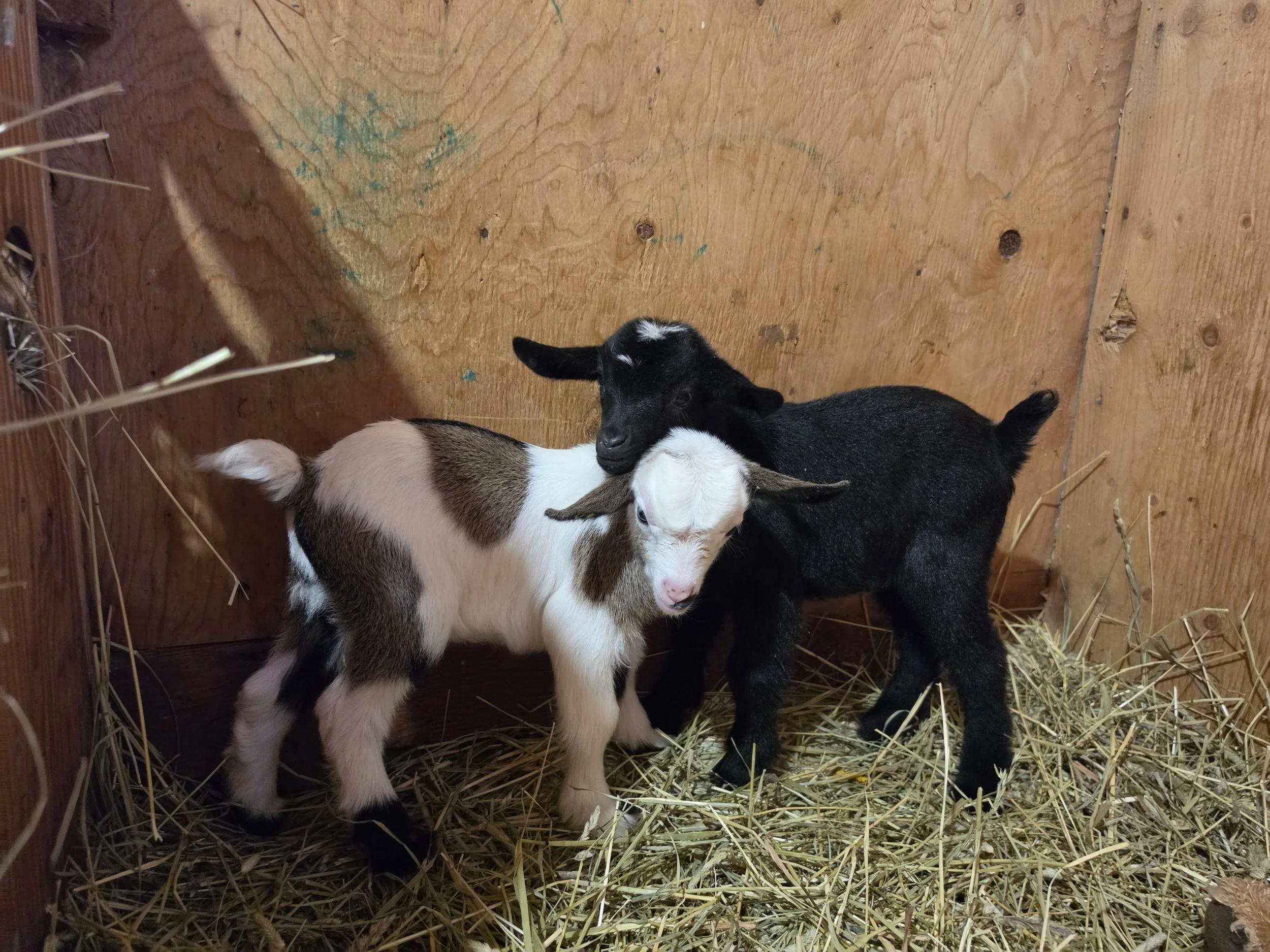 Lunas 2026 Twins hugging.jpg