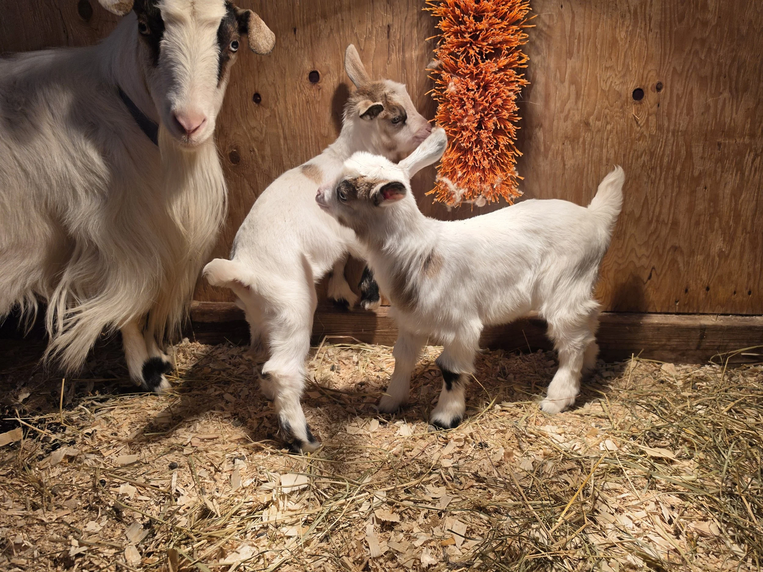 ON HOLD-Magic's busy babies