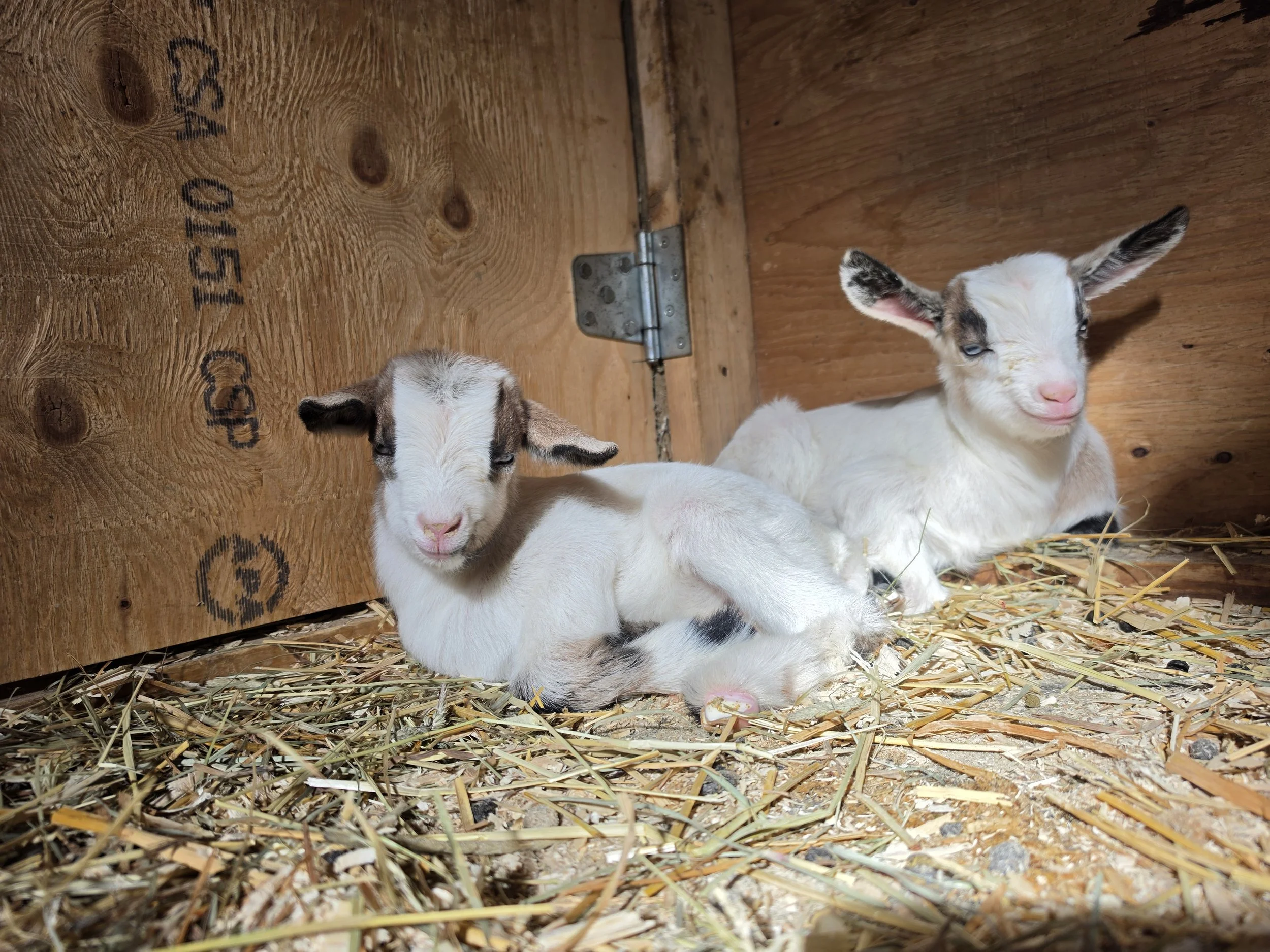 ON HOLD-Magic's twin girls