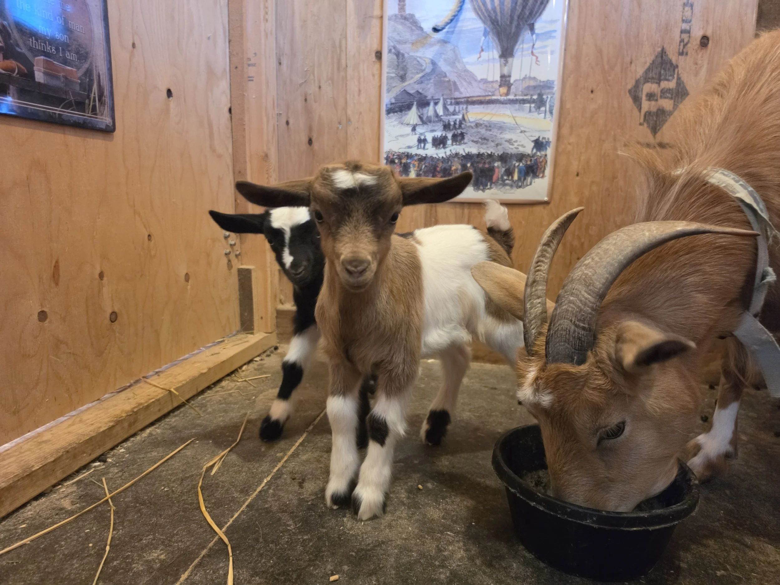 Marley 2026 boy1.jpg