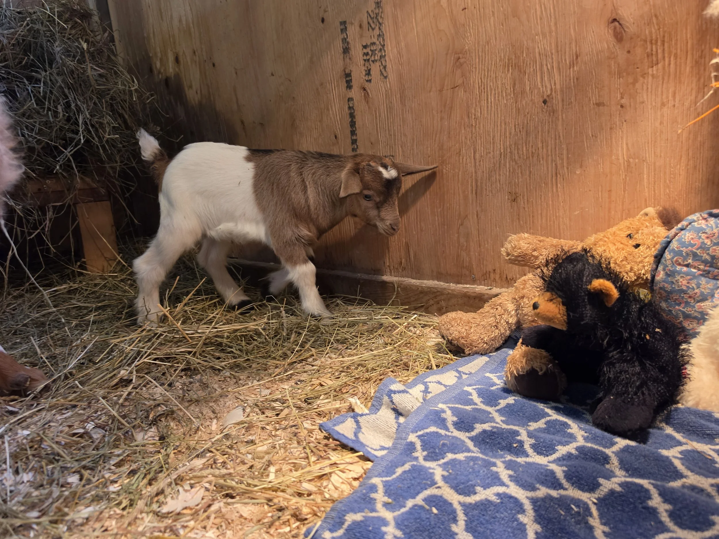 Marley 2026 boy with stuffies.jpg