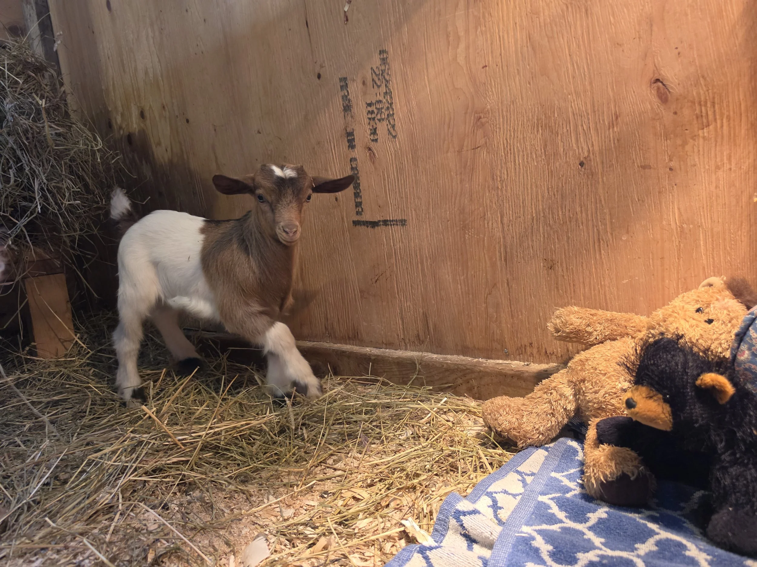 Marley 2026 boy with stuffies2.jpg