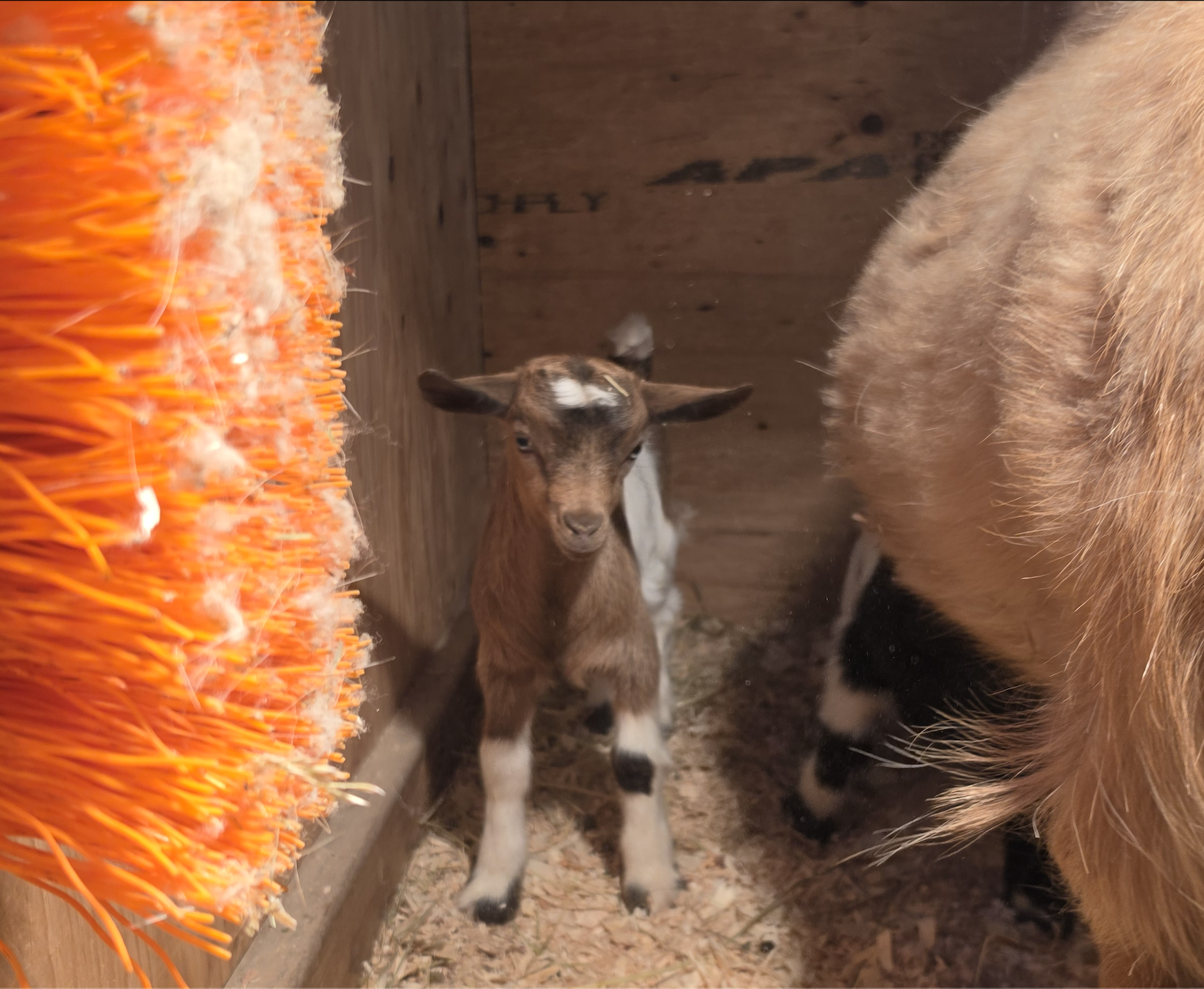 Marley 2026 boy2.png