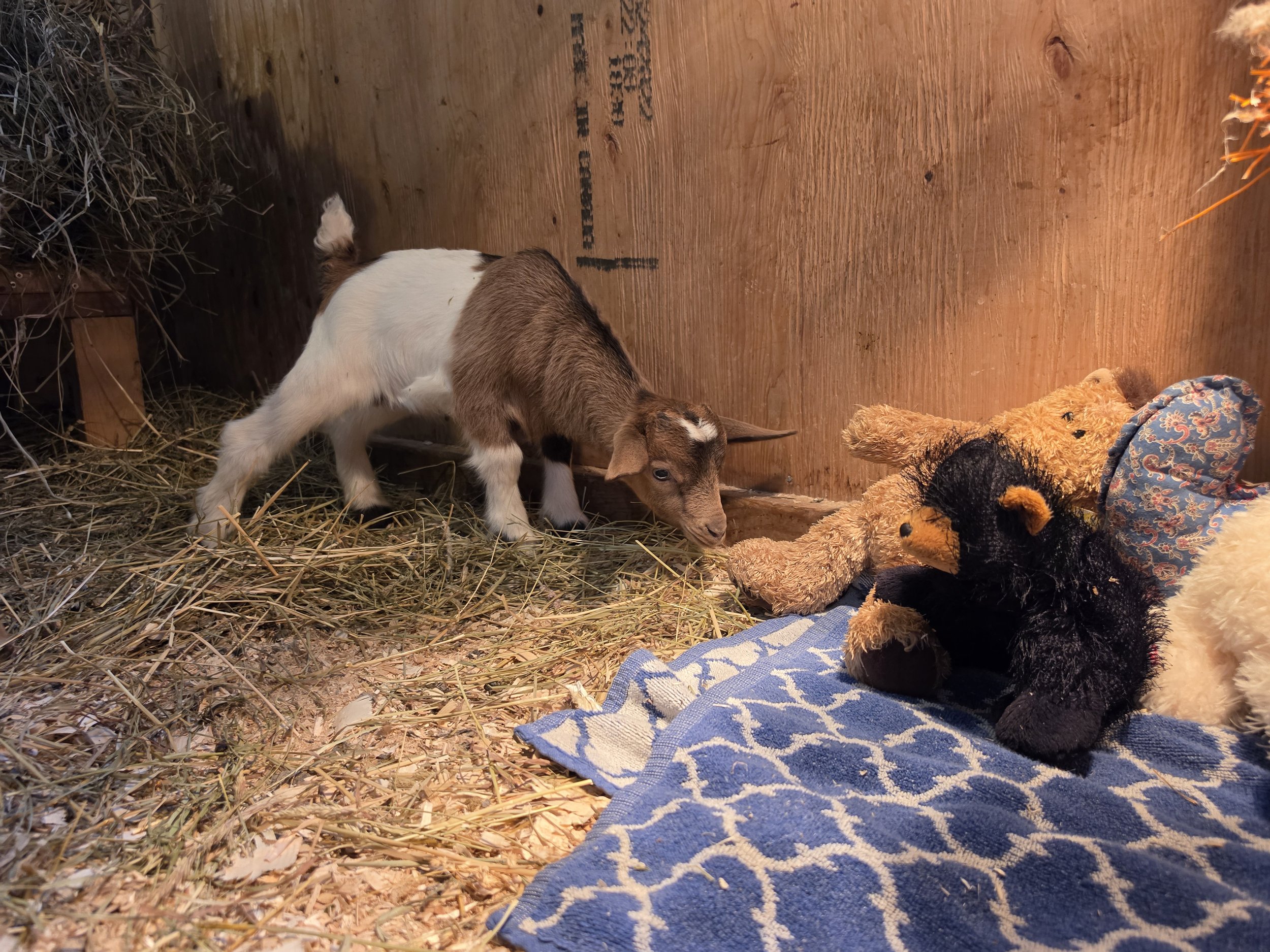 Marley 2026 boy4.jpg