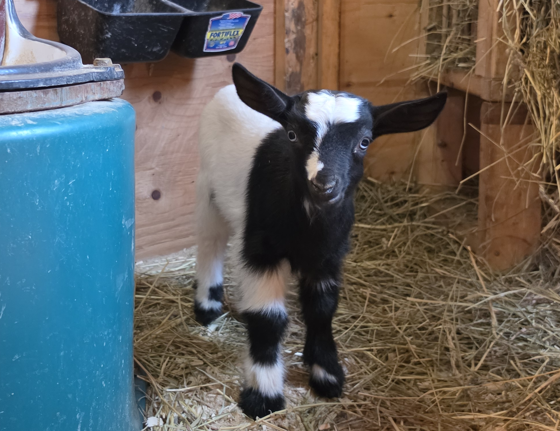 Marley 2026 doe4.png