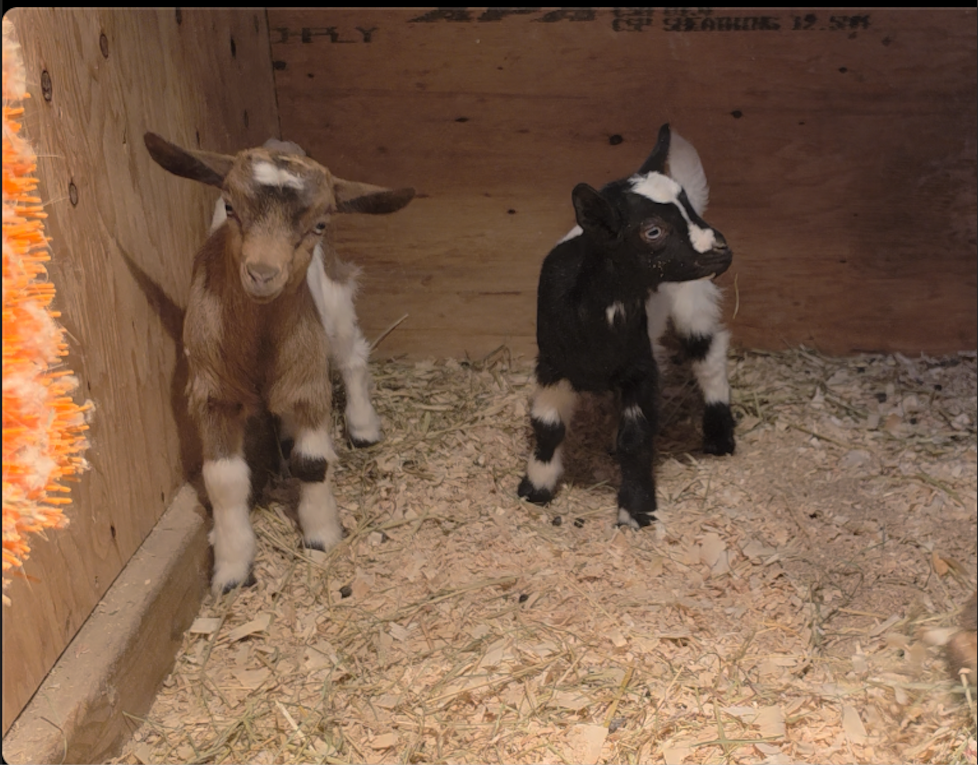 ON HOLD-Marley's doeling and buckling