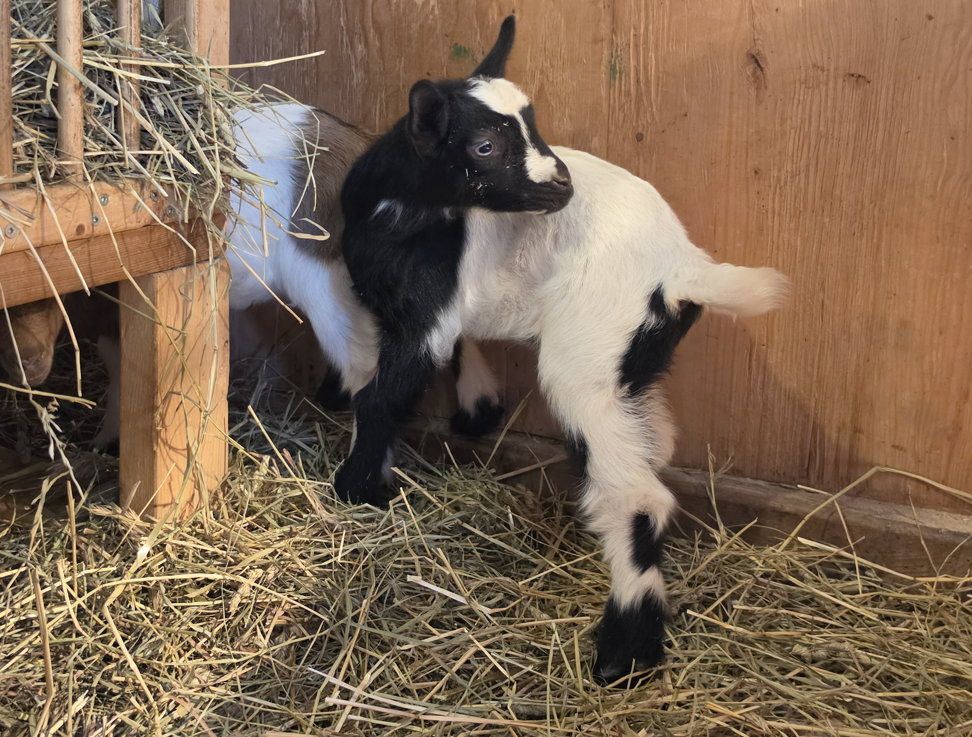 ON HOLD-Marley's little girl