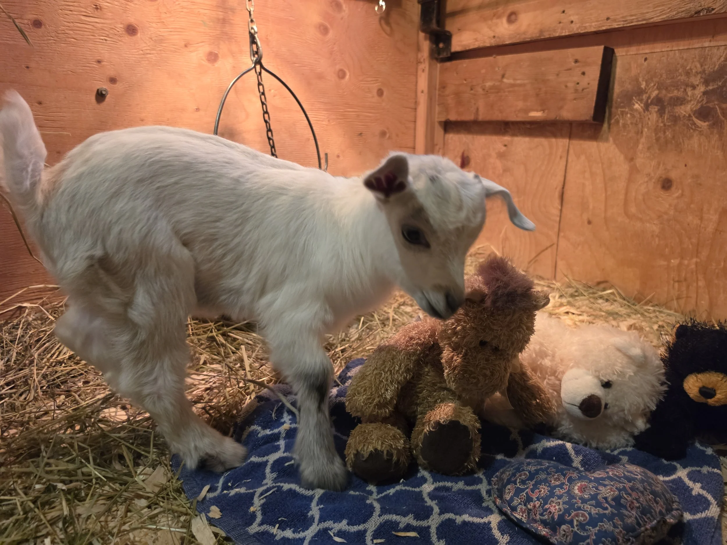 Lilly 2026 boy12.jpg