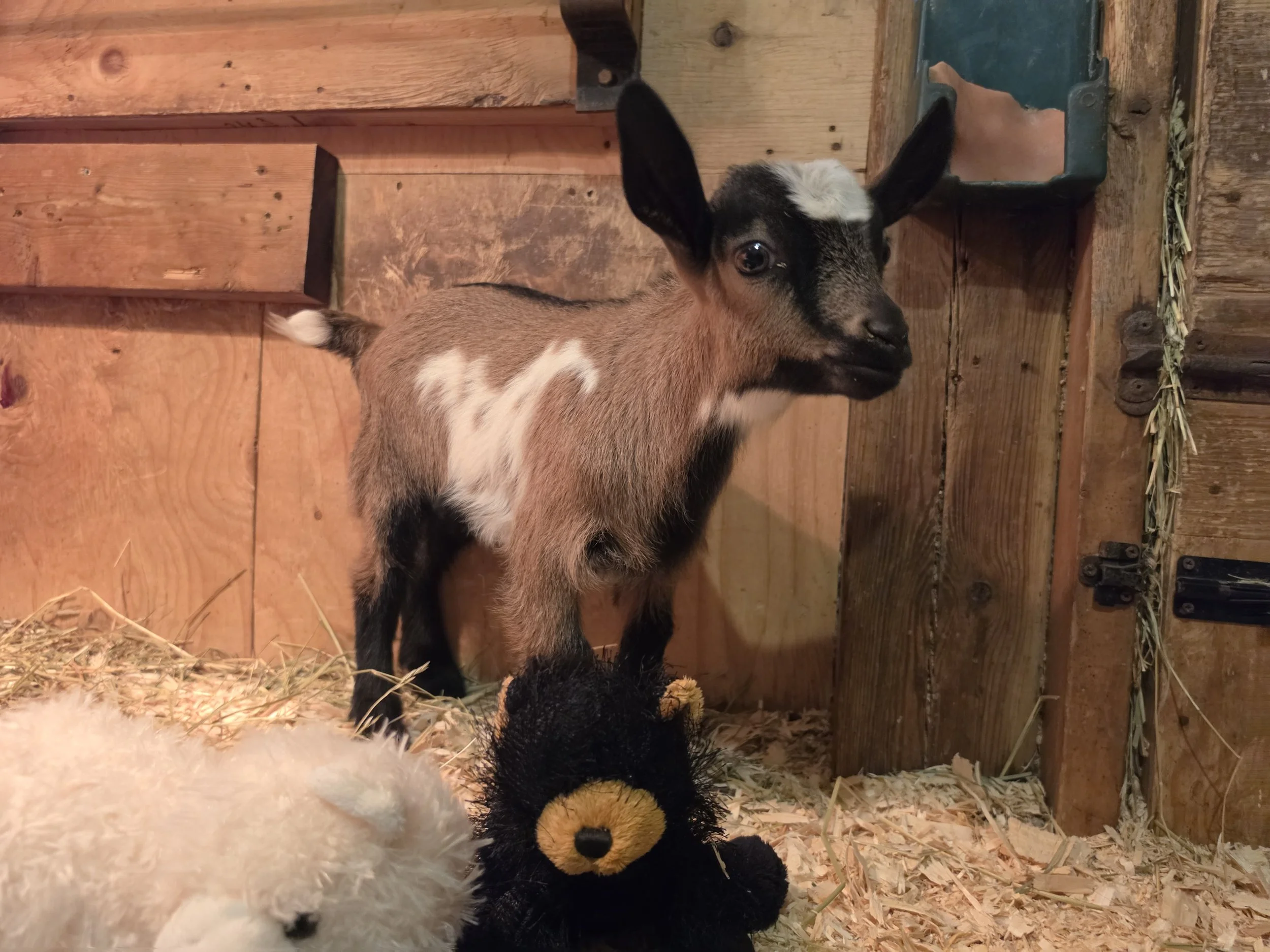 Lilly 2026 boy10.jpg