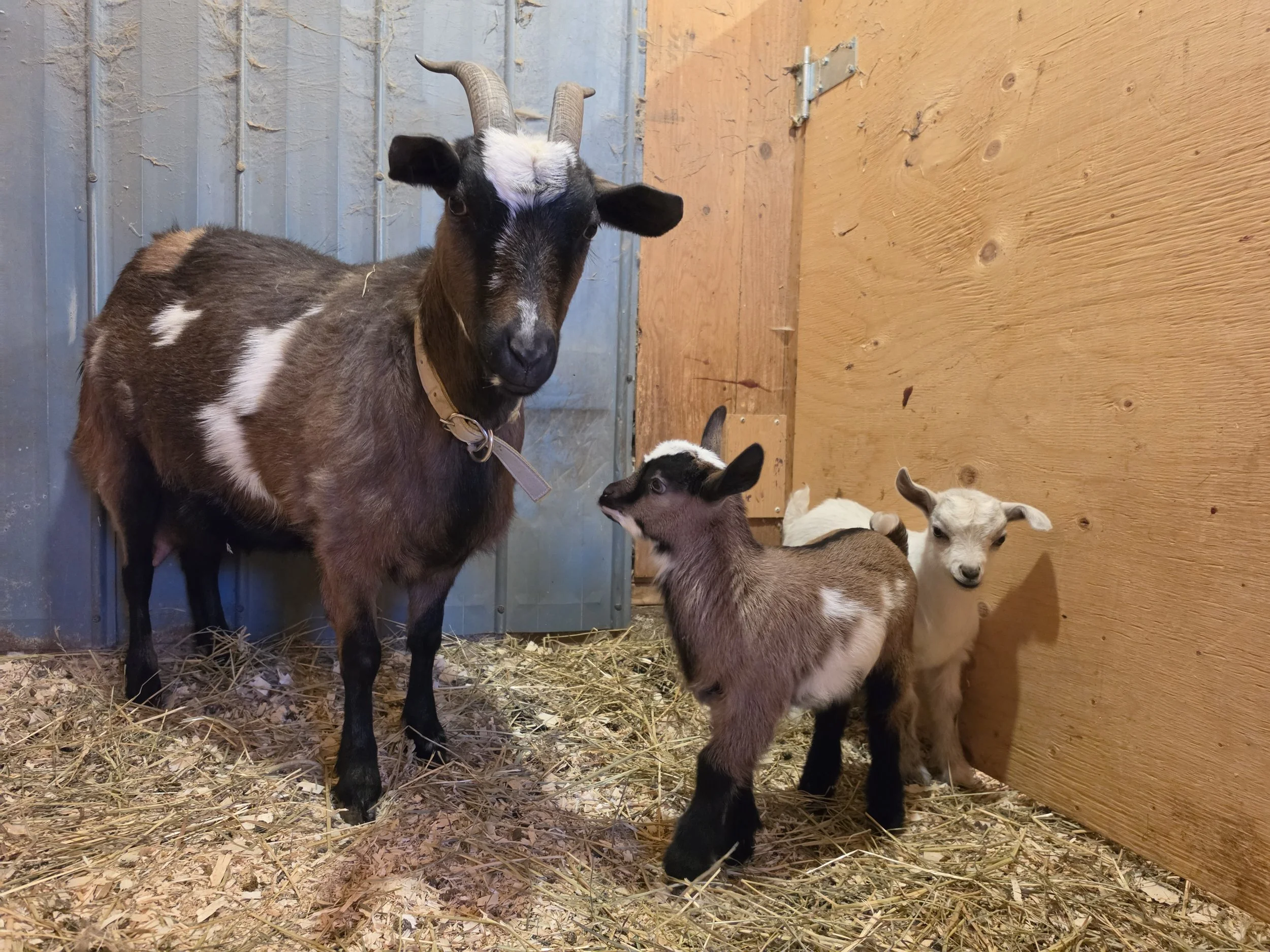 Lilly 2026 twins2.jpg