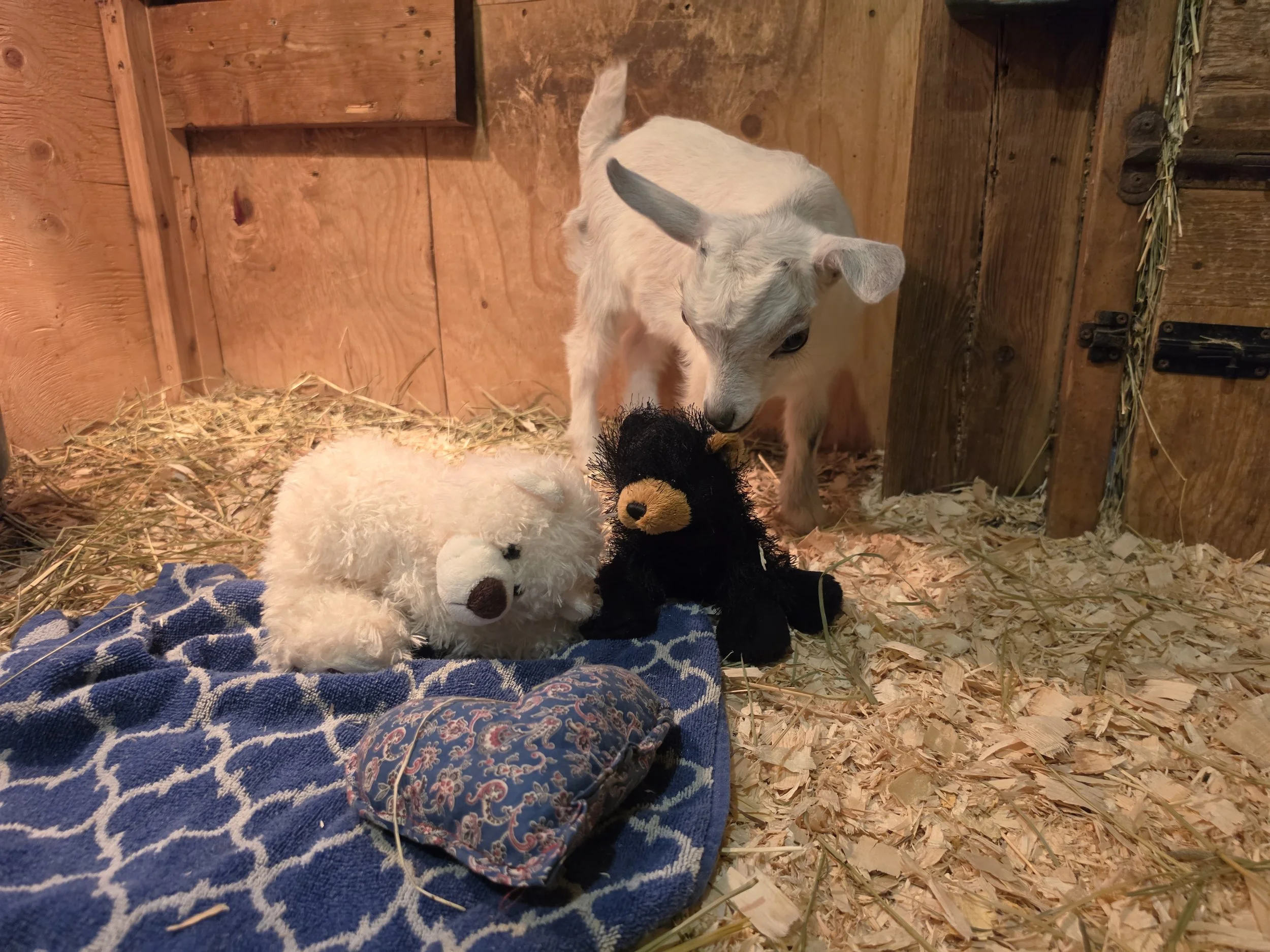 Lilly 2026 boy11.jpg