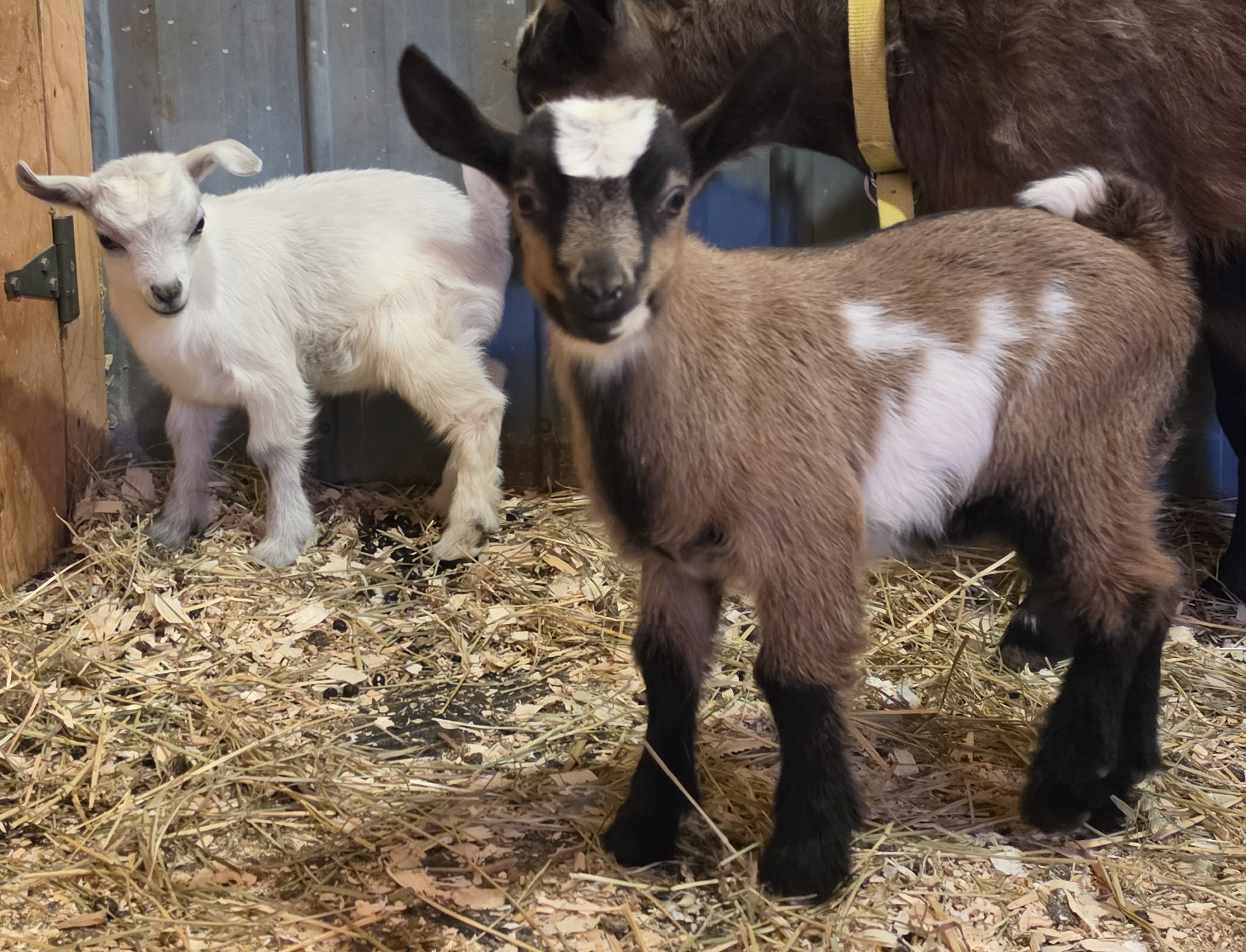 Lilly 2026 twins3.png