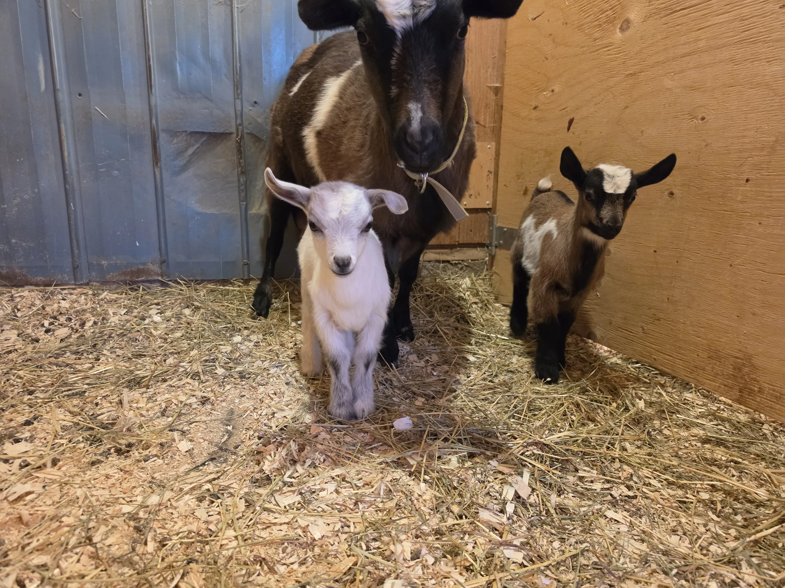 Lilly 2026 twins1.jpg