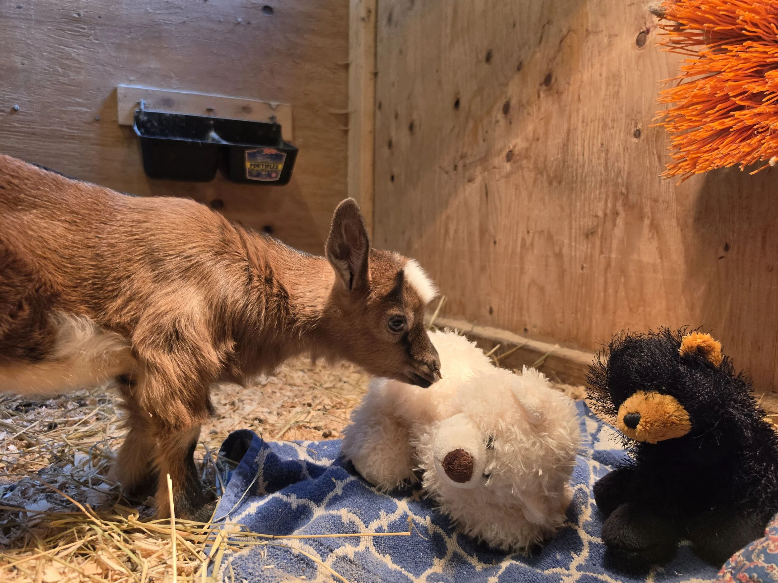 Ginny Marrs and stuffies1.jpg