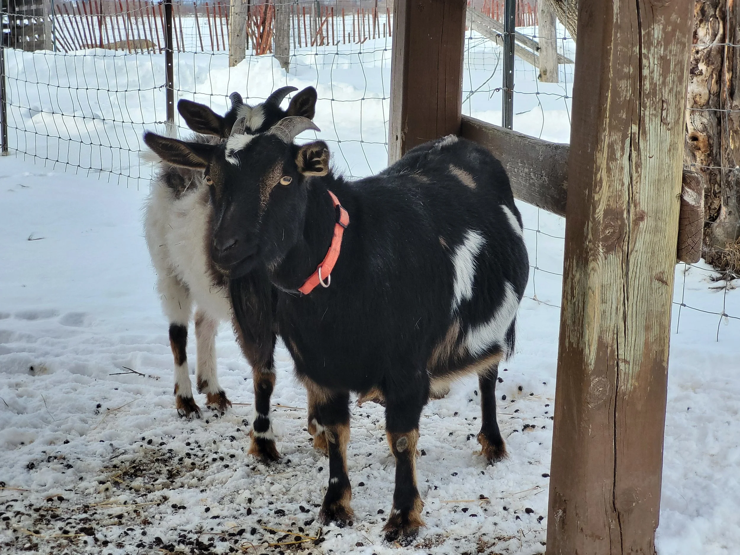 Helmcrest Wooden Legs Moon Shadow