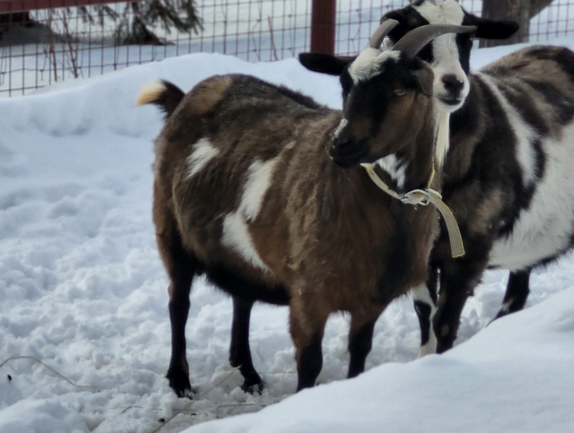 Turtle Mountain Fainters Lillianna