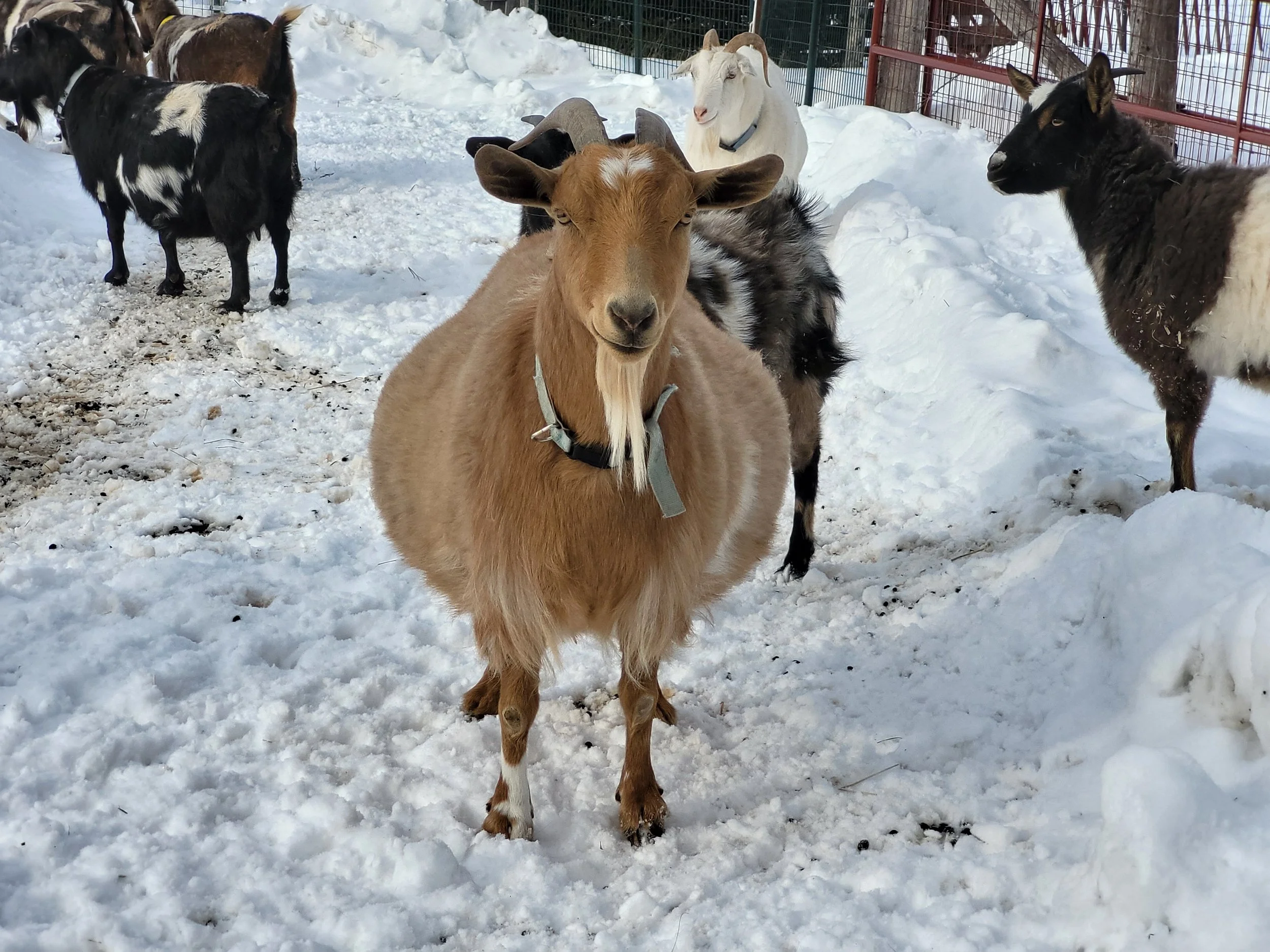 Turtle Mountain Fainters Marley