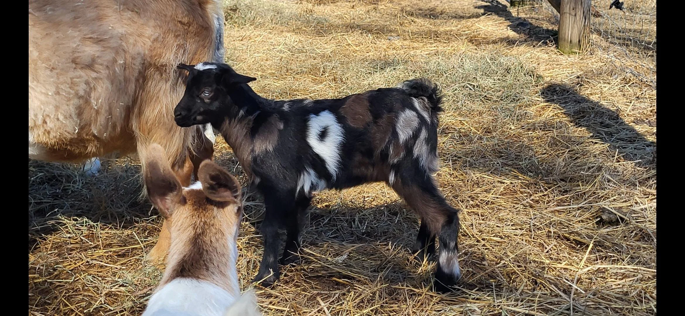Helmcrest Wooden Legs Maple (retained)
