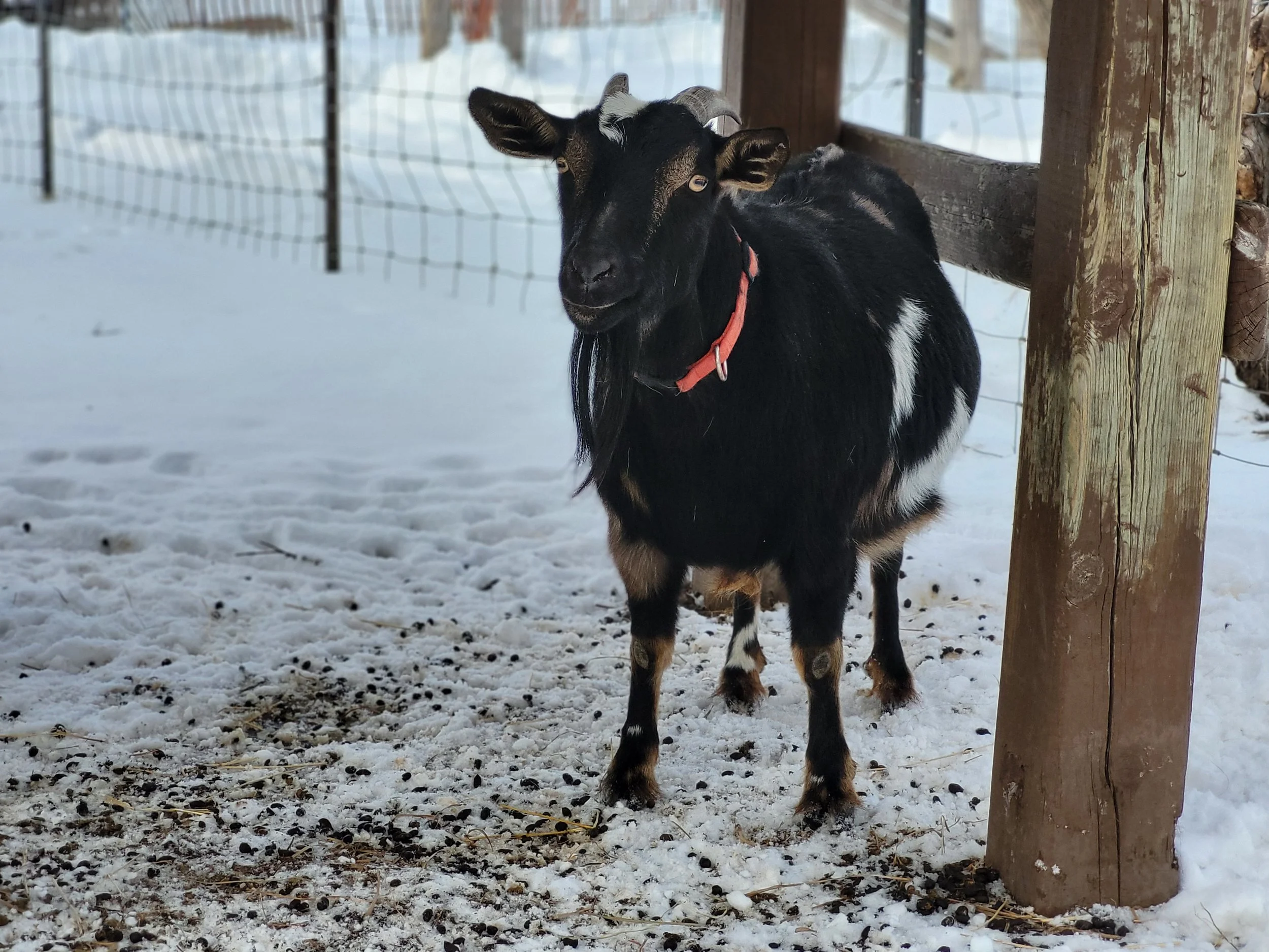 Helmcrest Wooden Legs Moonshadow