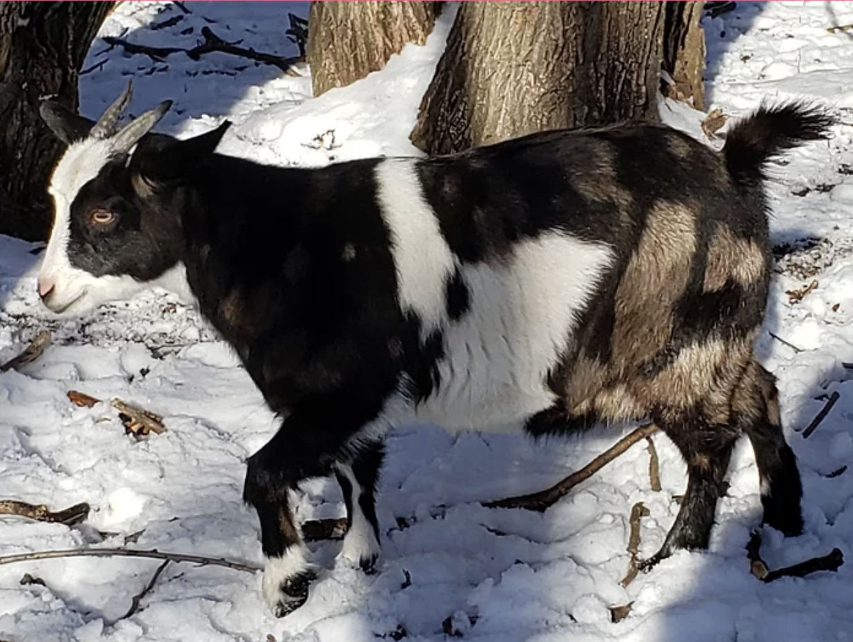 Turtle Mountain Little Miss Cooler Than Dang