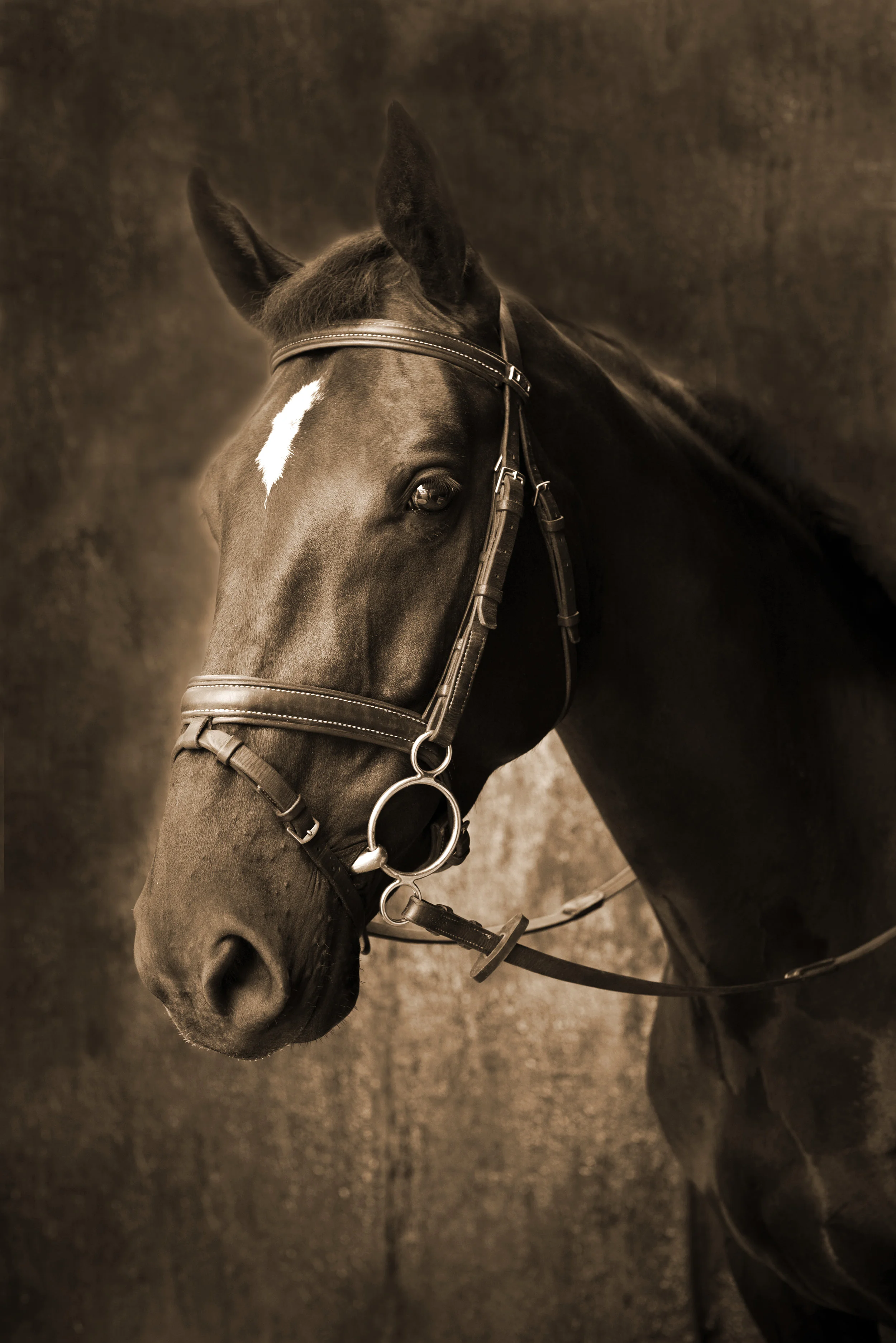 Horse Sepia Photography Sussex | Horses and Animal Photography in Sussex | Countryside Horses Photography South Downs | Equestrian Animal Photography in Sussex | Sarah Wenban