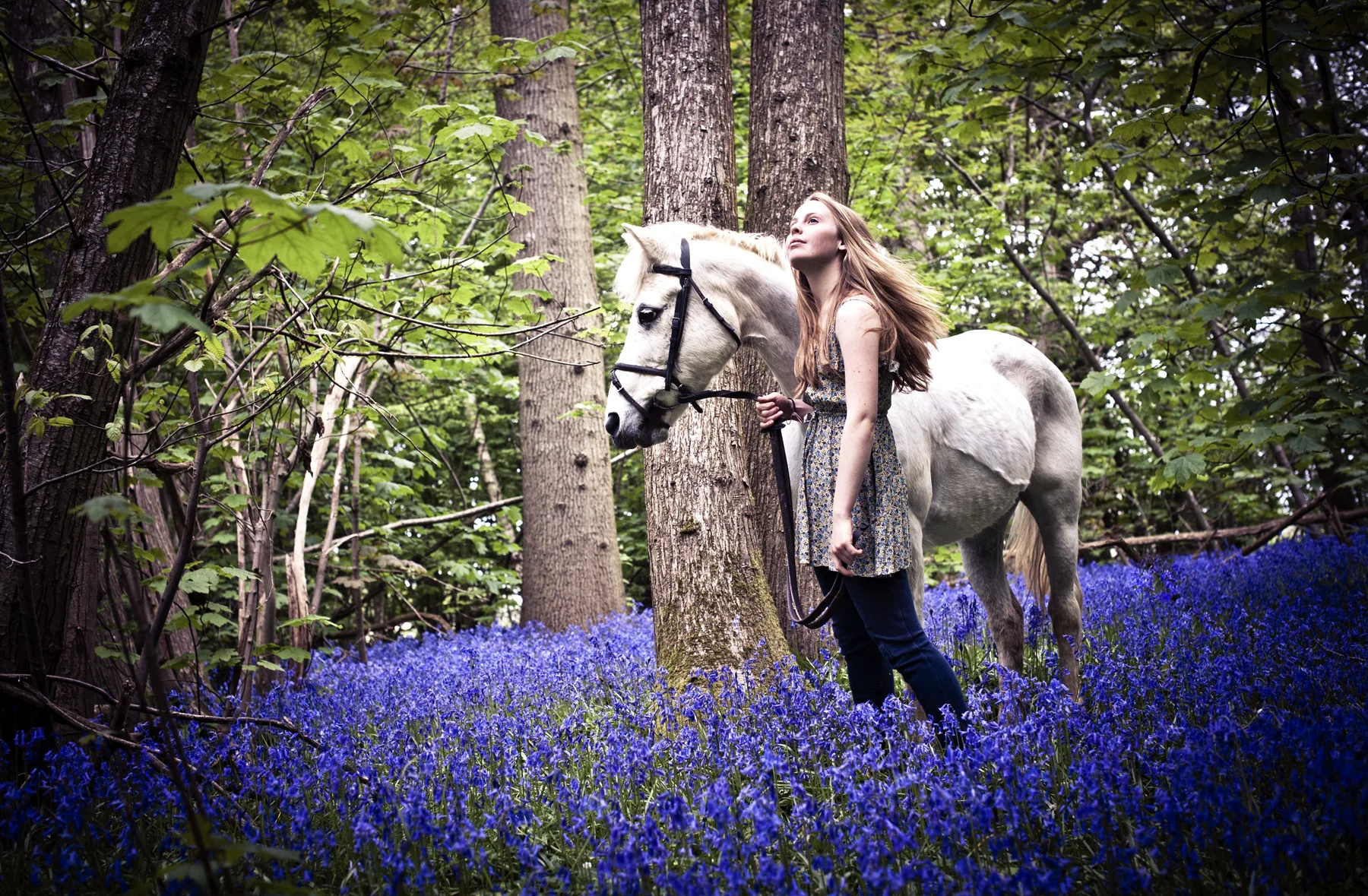 Horse in Lavender Field Colour Photography Sussex | Horses and Animal Photography in Sussex | Countryside Horses Photography South Downs | Equestrian Animal Photography in Sussex | Sarah Wenban